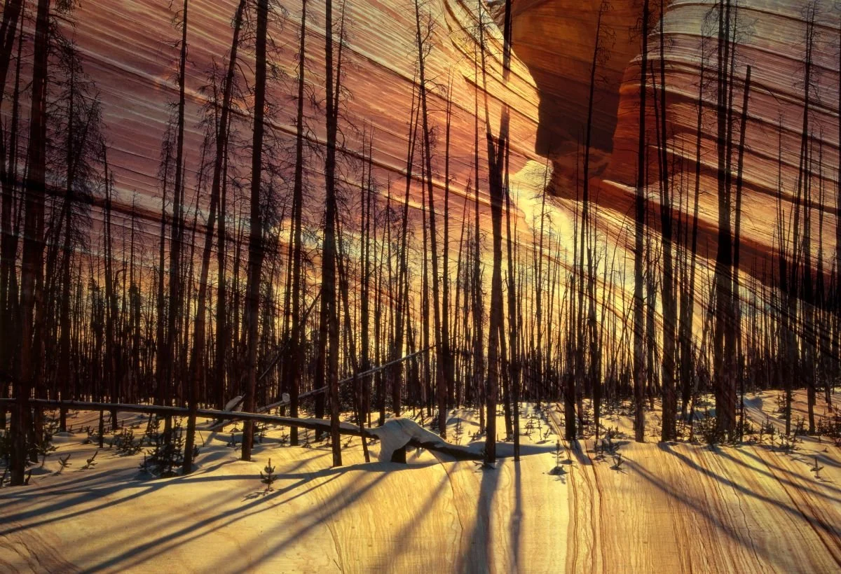 Yellowstone Alterado. 2003