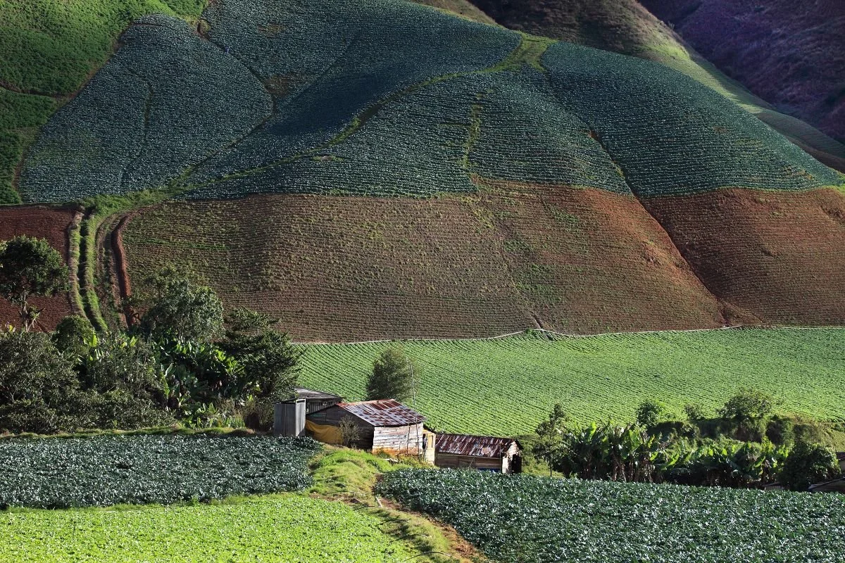 Paisaje Cultivado, Constanza. 2016