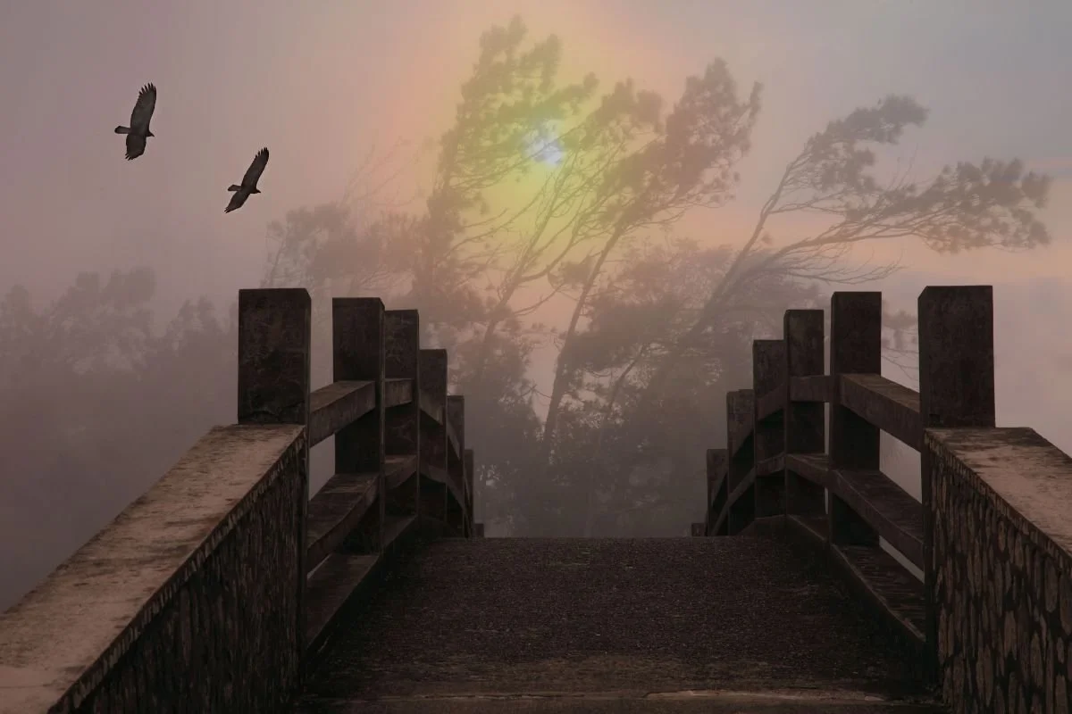 Tarde con Buitres. 2010