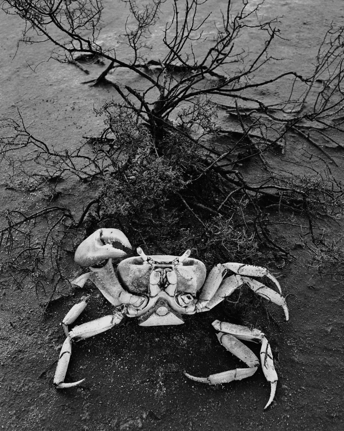 Acerca de la Muerte. 1982