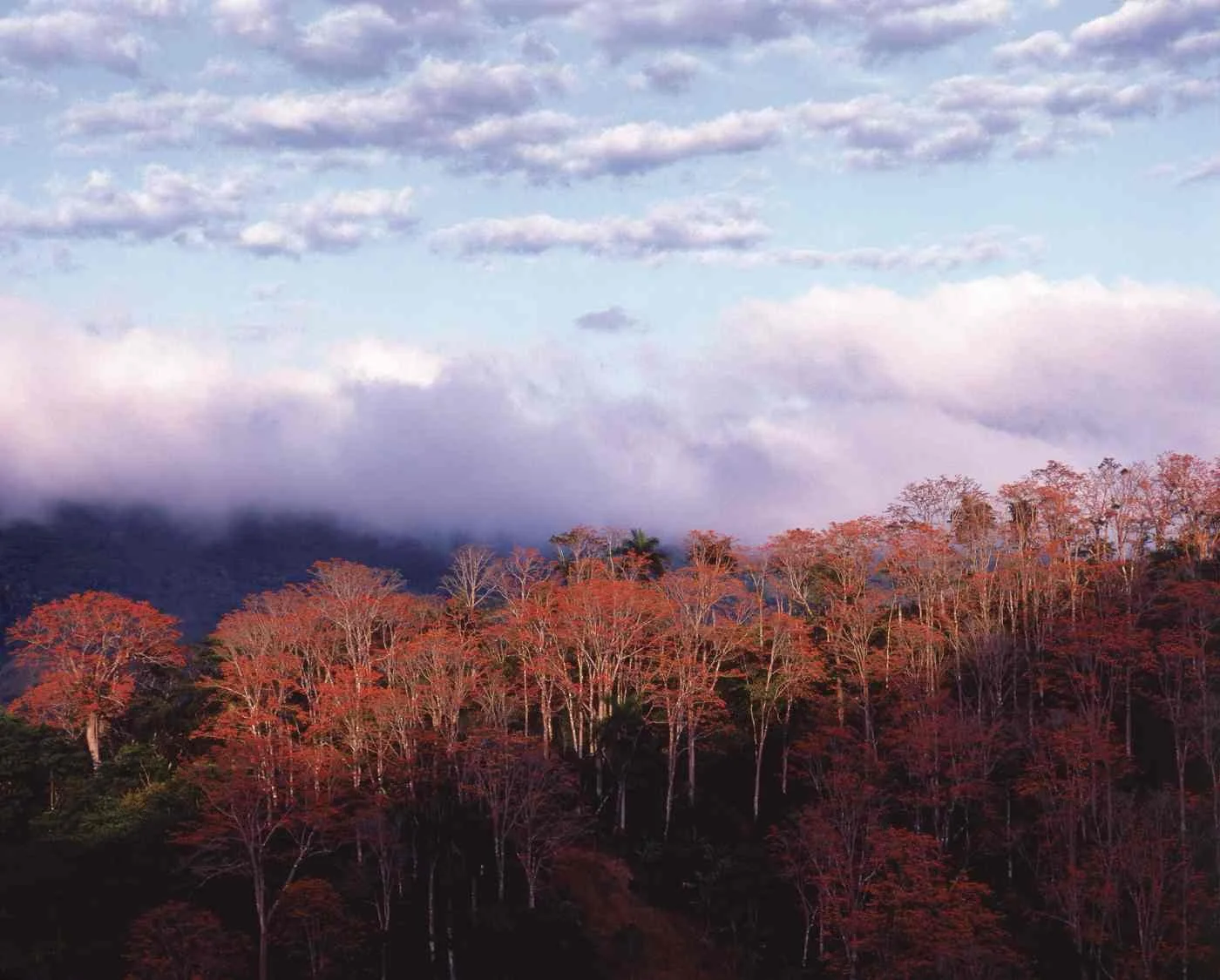 Amapolas de Jacagua Arriba. 1992