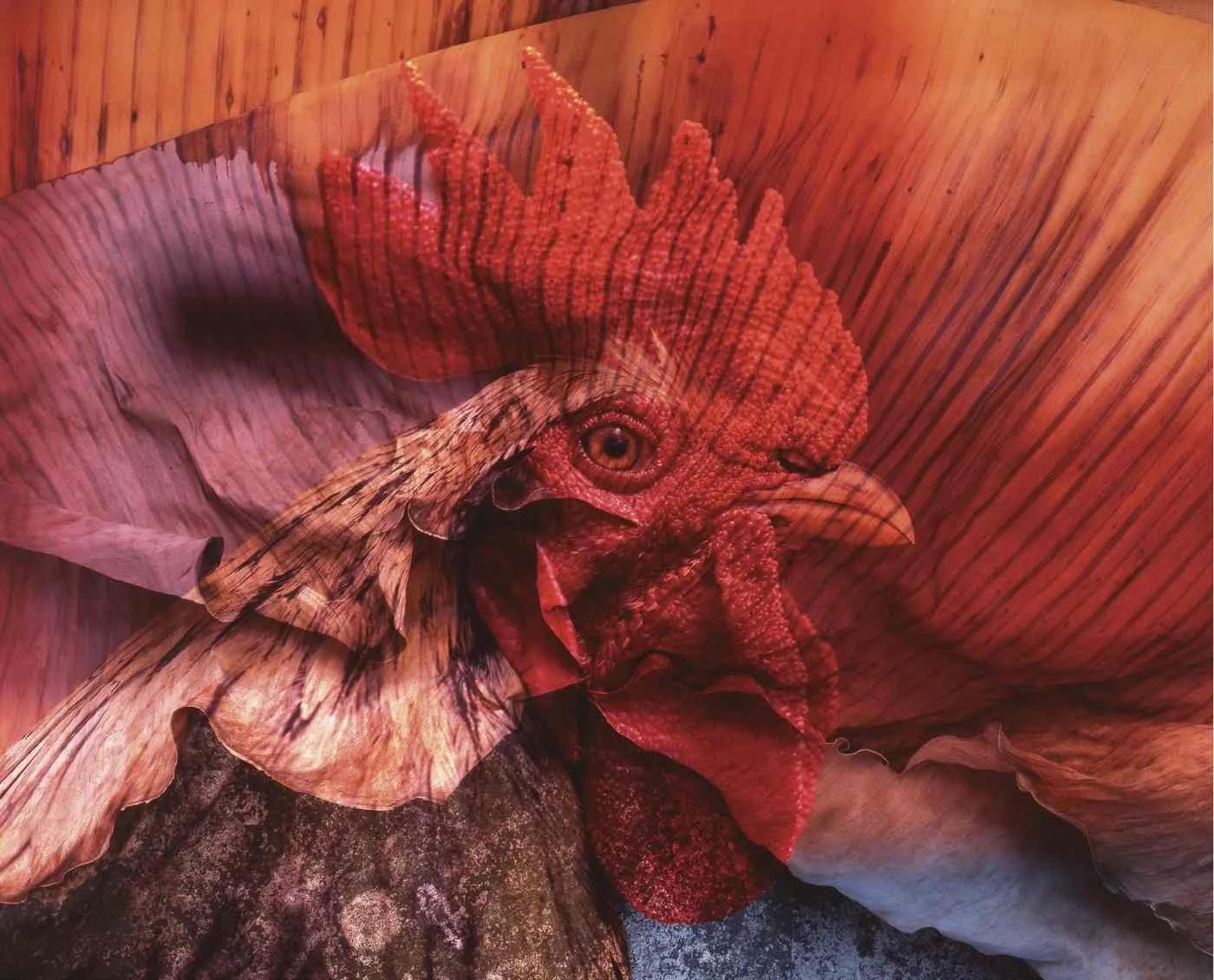 Cabeza de Gallo. 2005