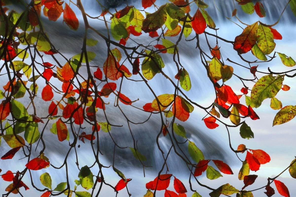 Almendro contra Cascada. 2012
