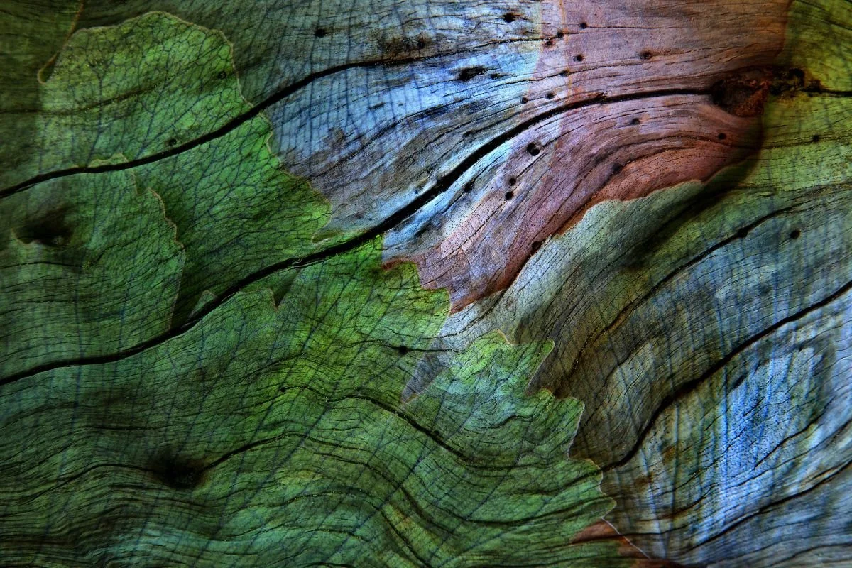 Formas Orgánicas 1. 2013