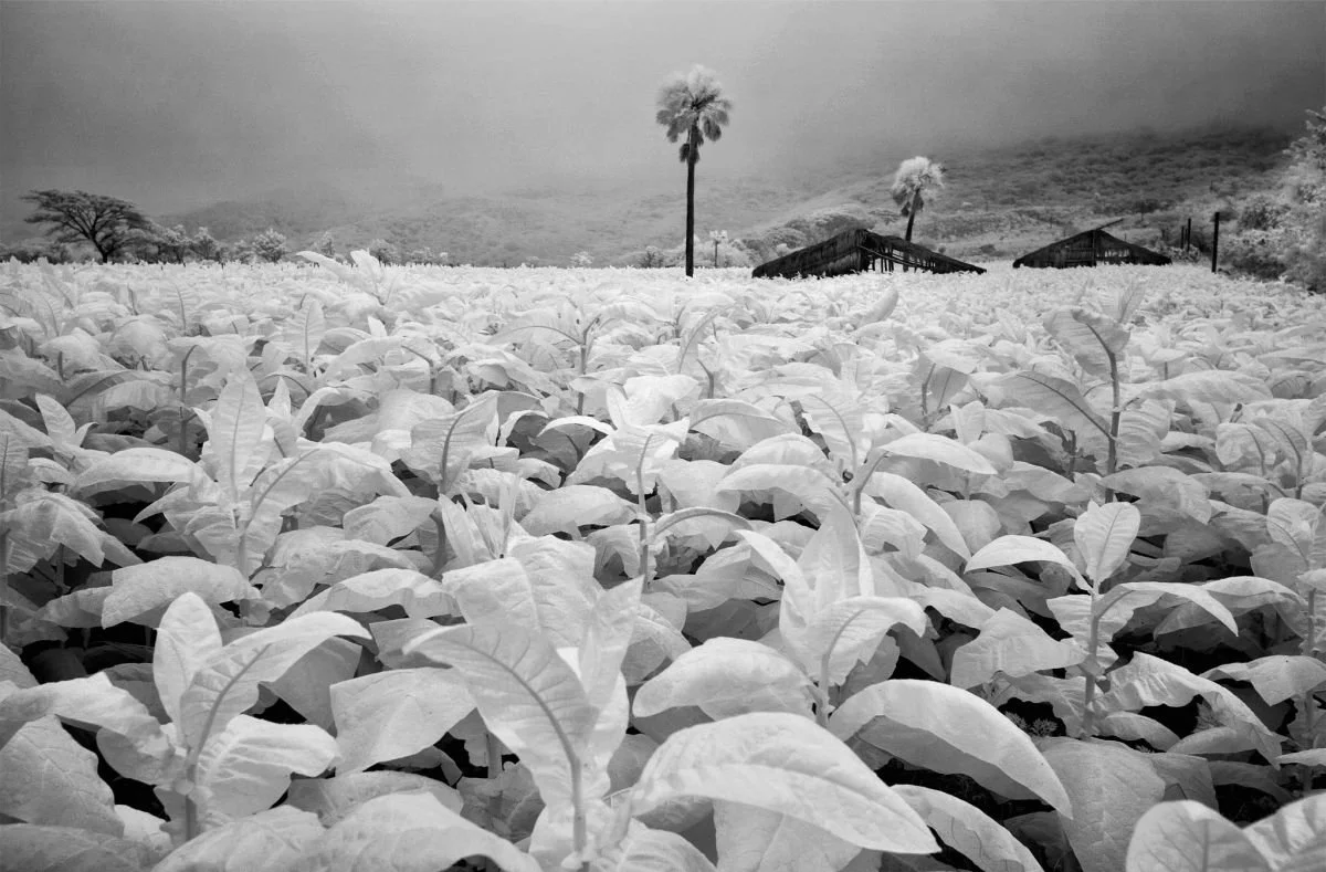Campo de Tabaco en Villa González. 2009