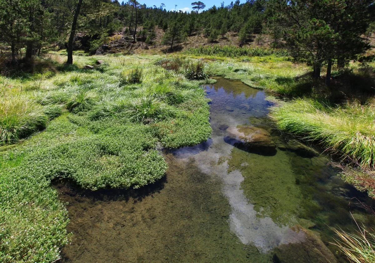 Arroyo Los Gatos, Valle Nuevo. 2009
