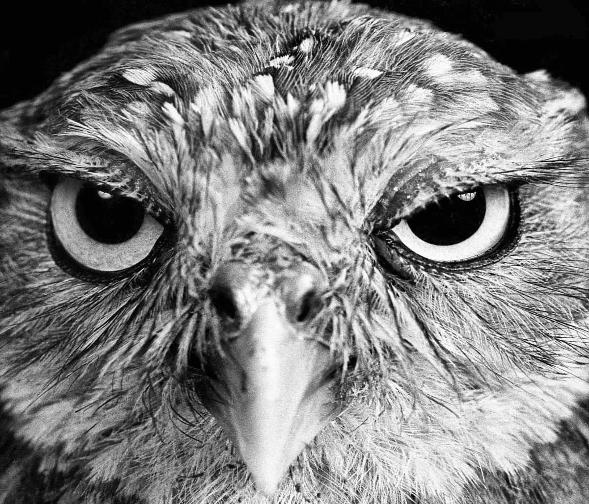 Búho Cucú, Santiago. 1974