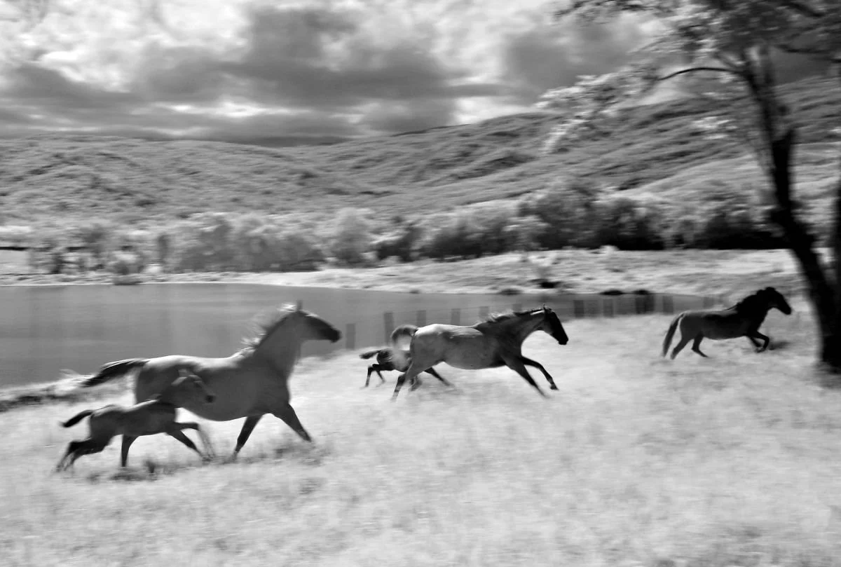 Caballos de Bonao. 2010