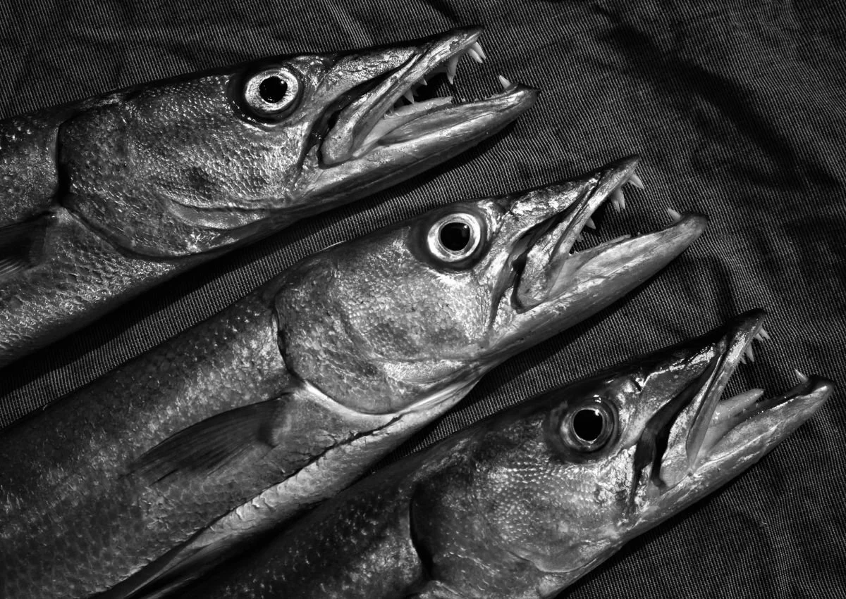 Barracudas, Montecristi. 2009