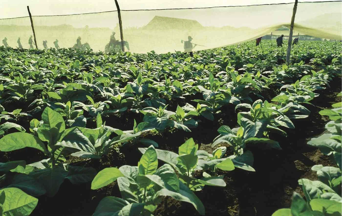 Campo de Tabaco del Cibao. 2003