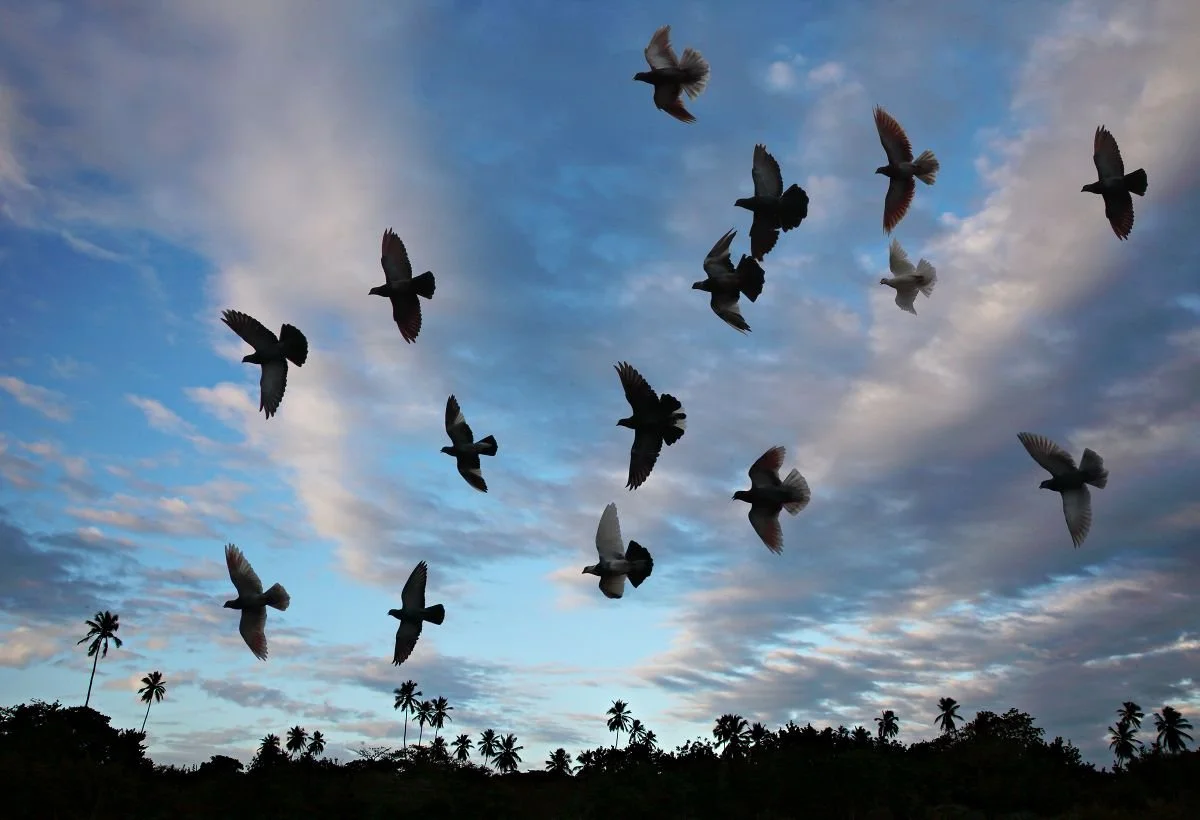 Palomas al Atardecer, La Romana.2018