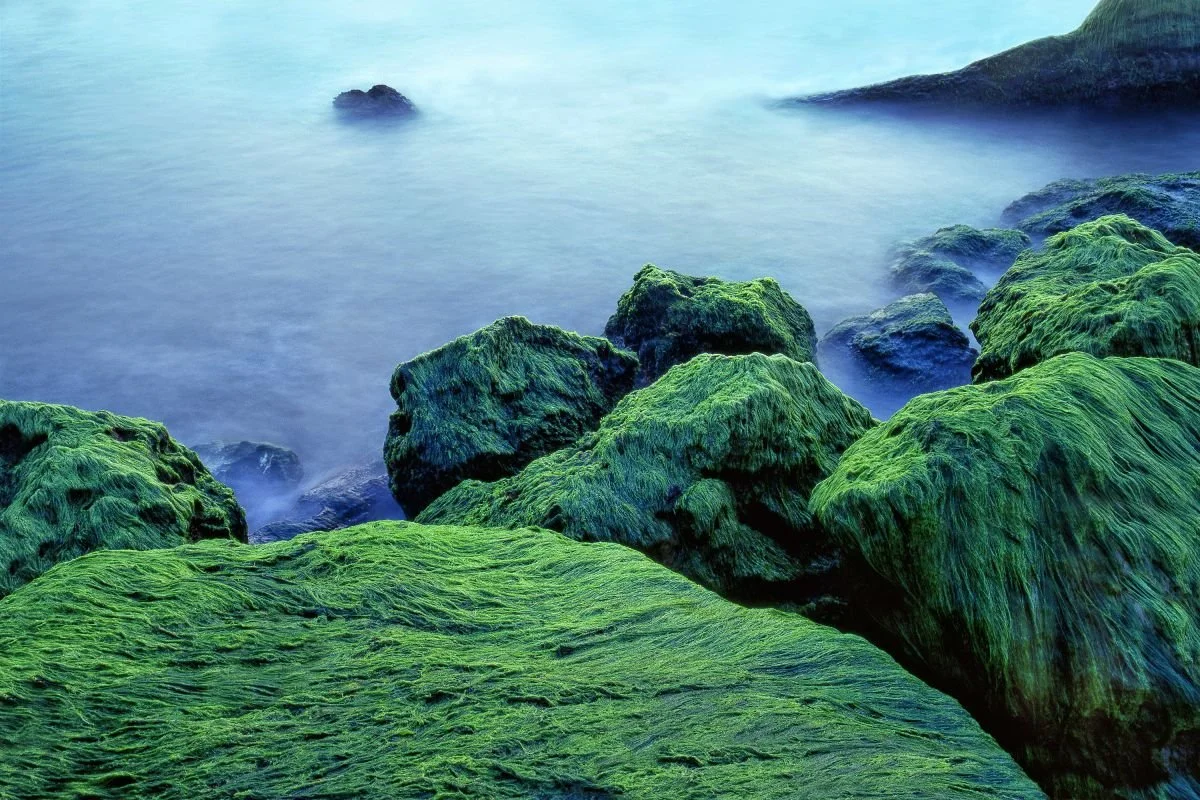 De la Costa de La Romana. 2018