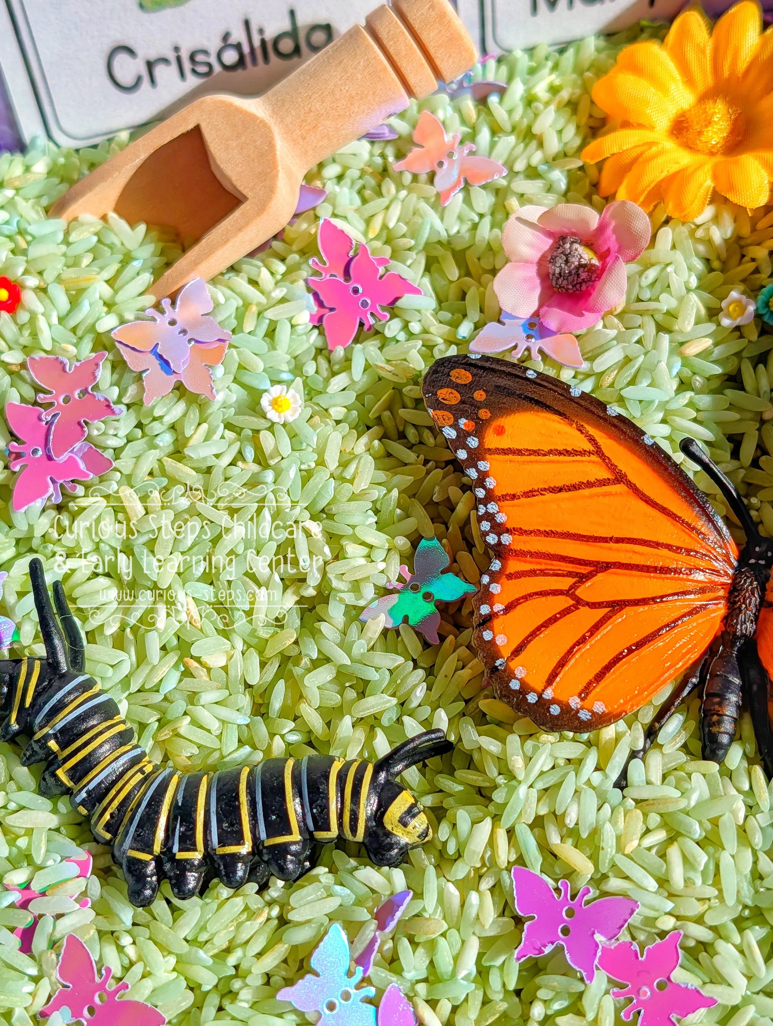 butterfly-sensory-kit-curious-steps-childcare-burien-daycare-preschool-toddler.jpg