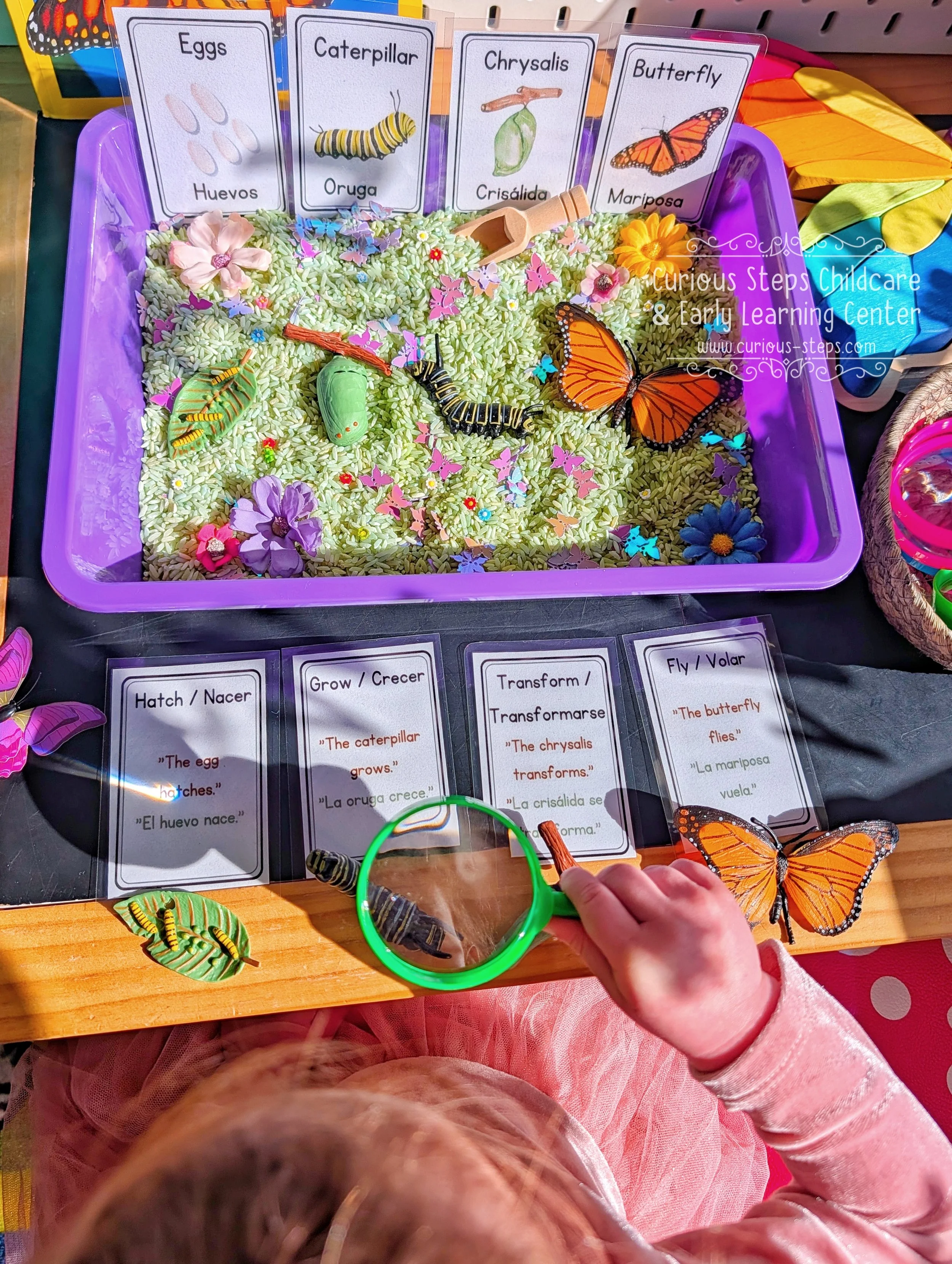 butterfly-sensory-kit-curious-steps-childcare-burien-daycare-preschool-west-seattle.jpg
