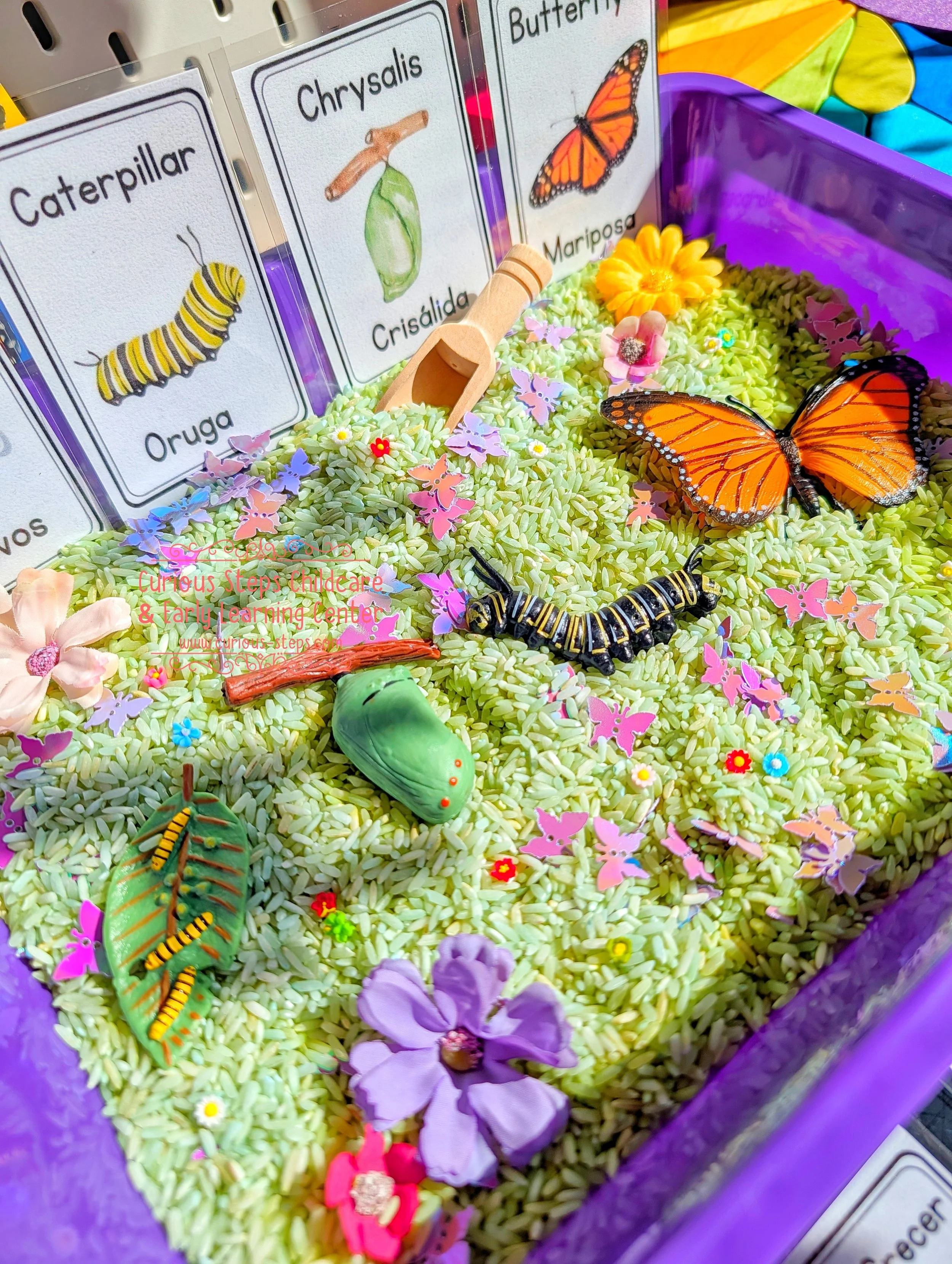 Butterfly Garden Sensory Bin - Bilingual Butterfly Life Cycle Learning Kit