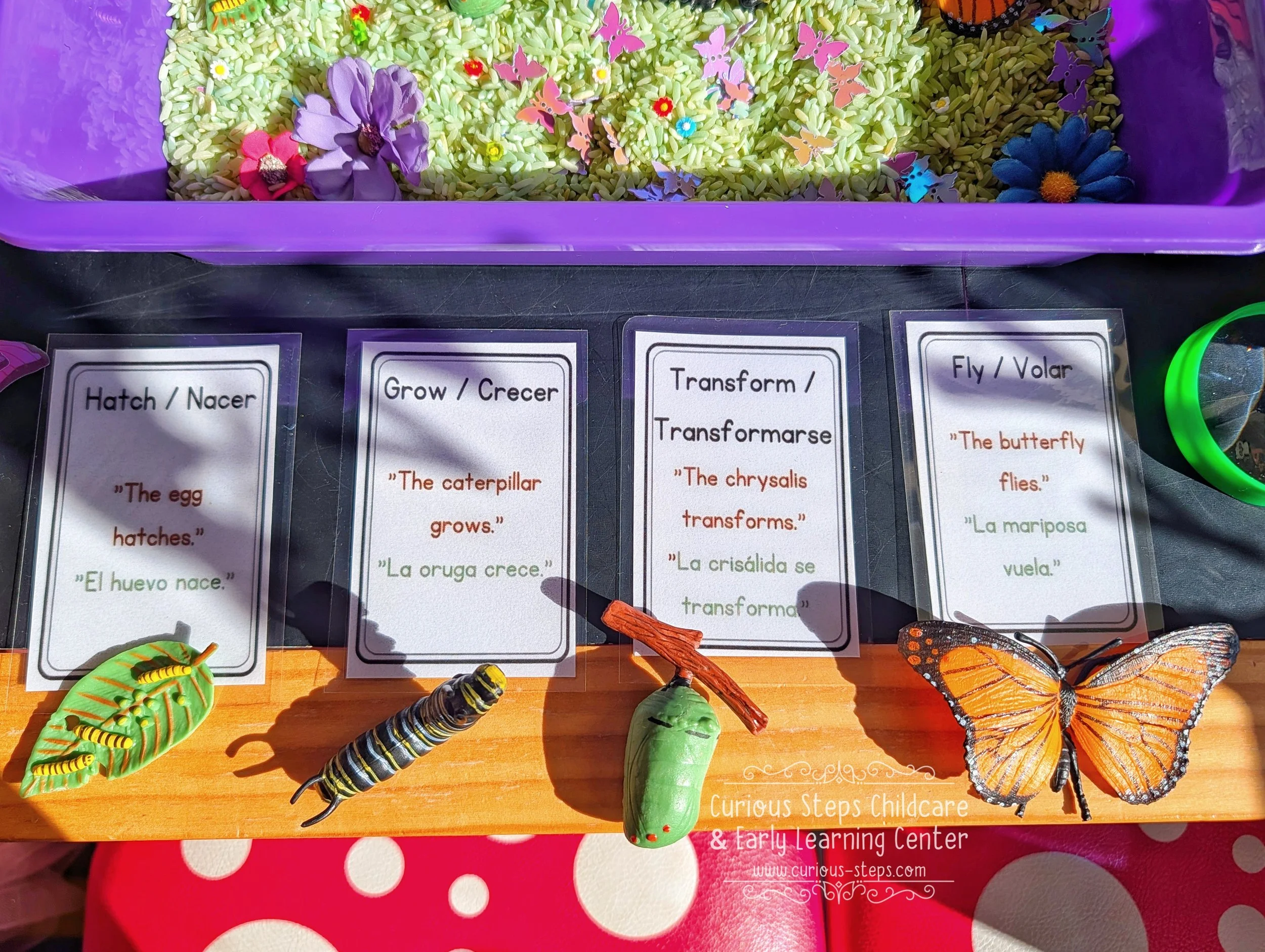 butterfly-sensory-kit-curious-steps-childcare-burien-daycare-preschool-spanish.jpg