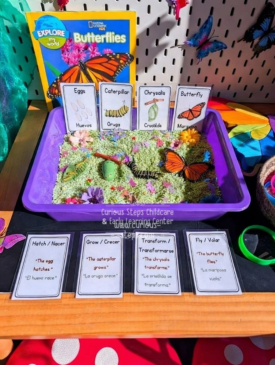 butterfly-sensory-kit-curious-steps-childcare-burien-daycare-preschool-fun.jpg