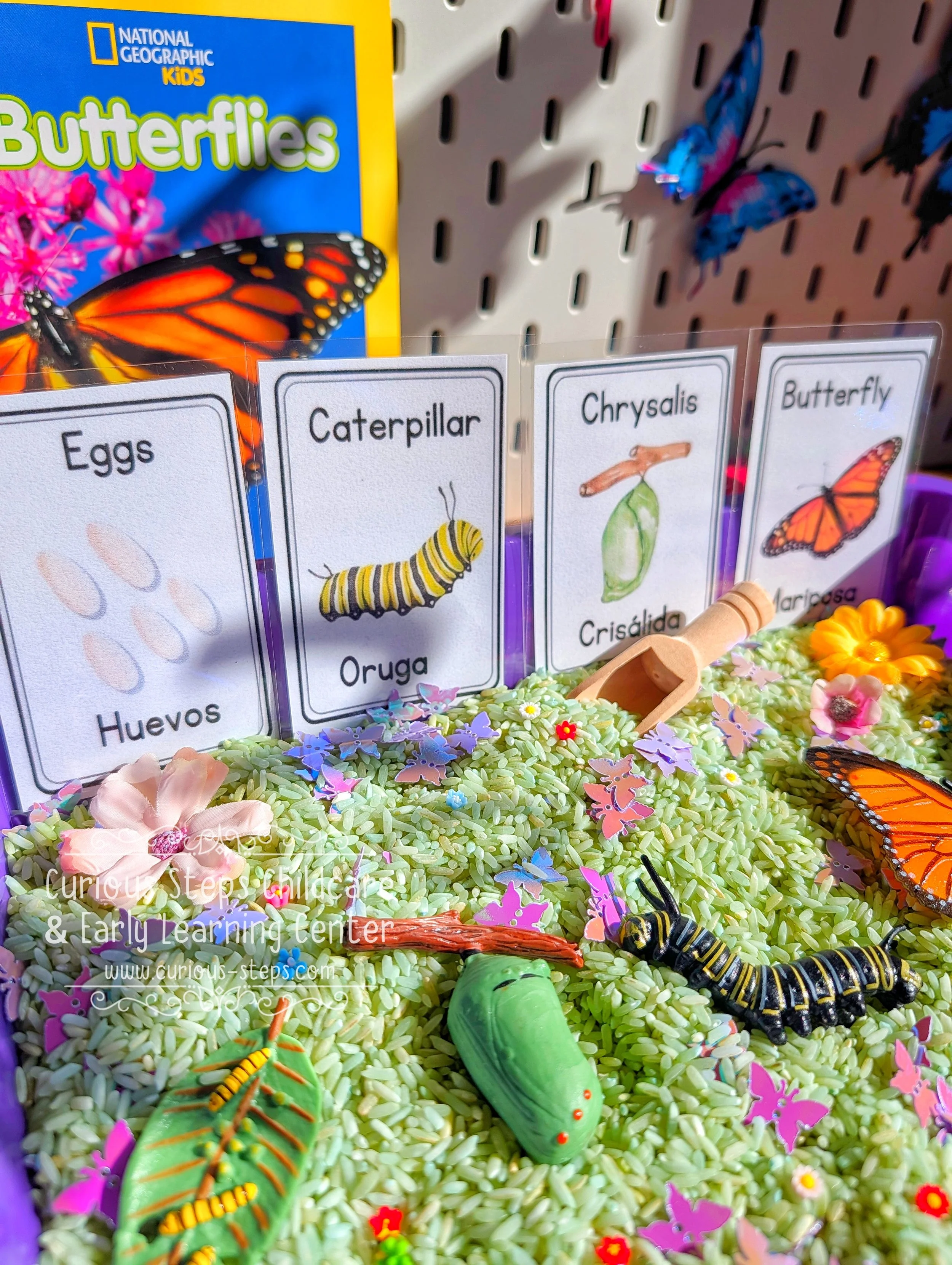 butterfly-sensory-kit-curious-steps-childcare-burien-daycare-preschool-spanish-bilingual.jpg