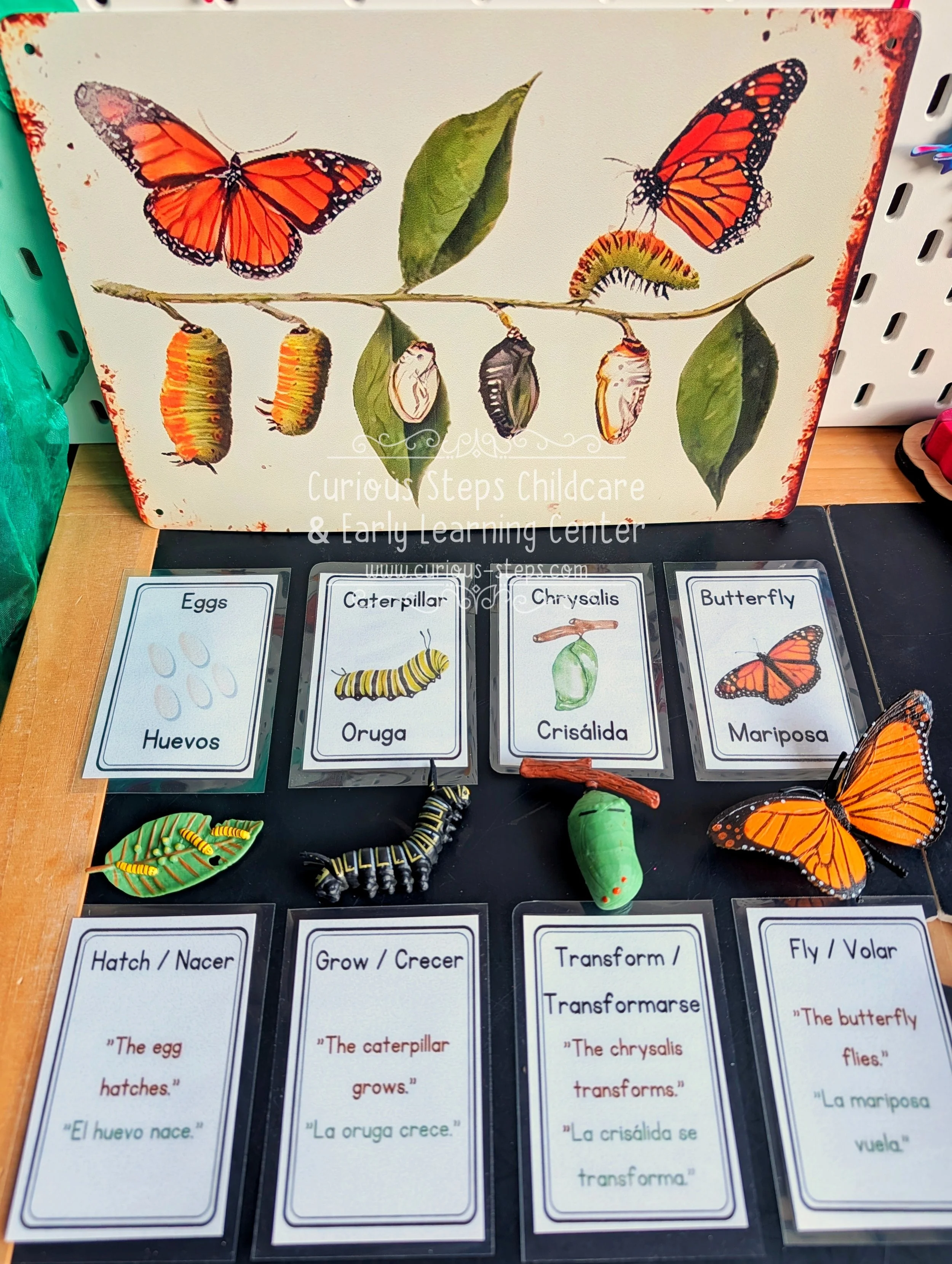 Bilingual Butterfly Life Cycle Flashcards, Figures & Wall Art - Montessori-Inspired Set