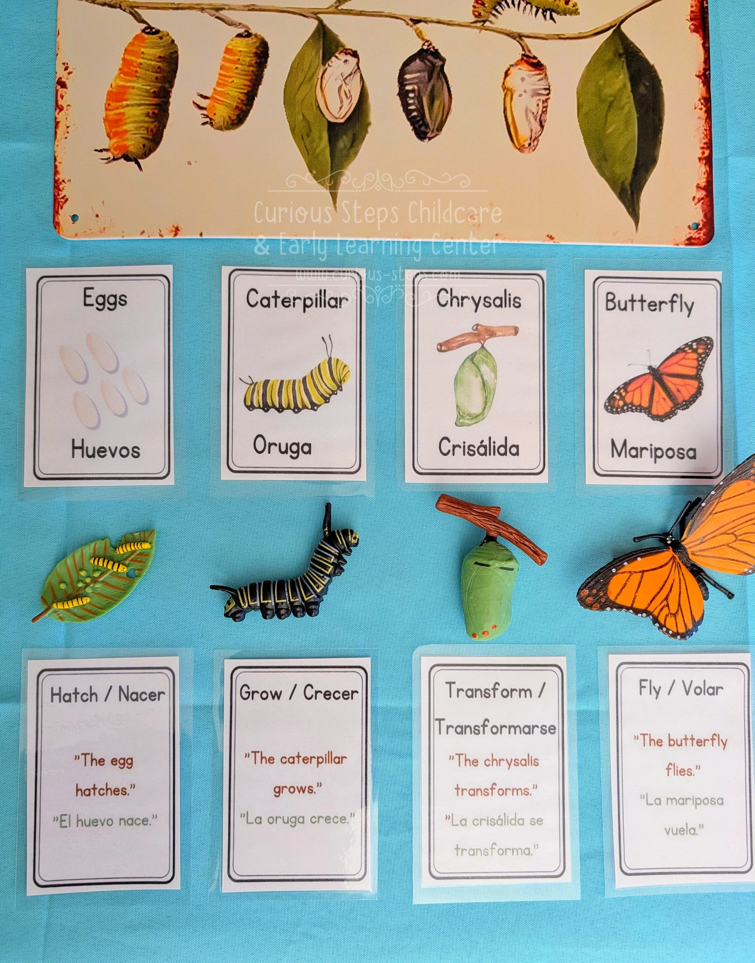 bilingual-butterfly-flashcards-7.jpg