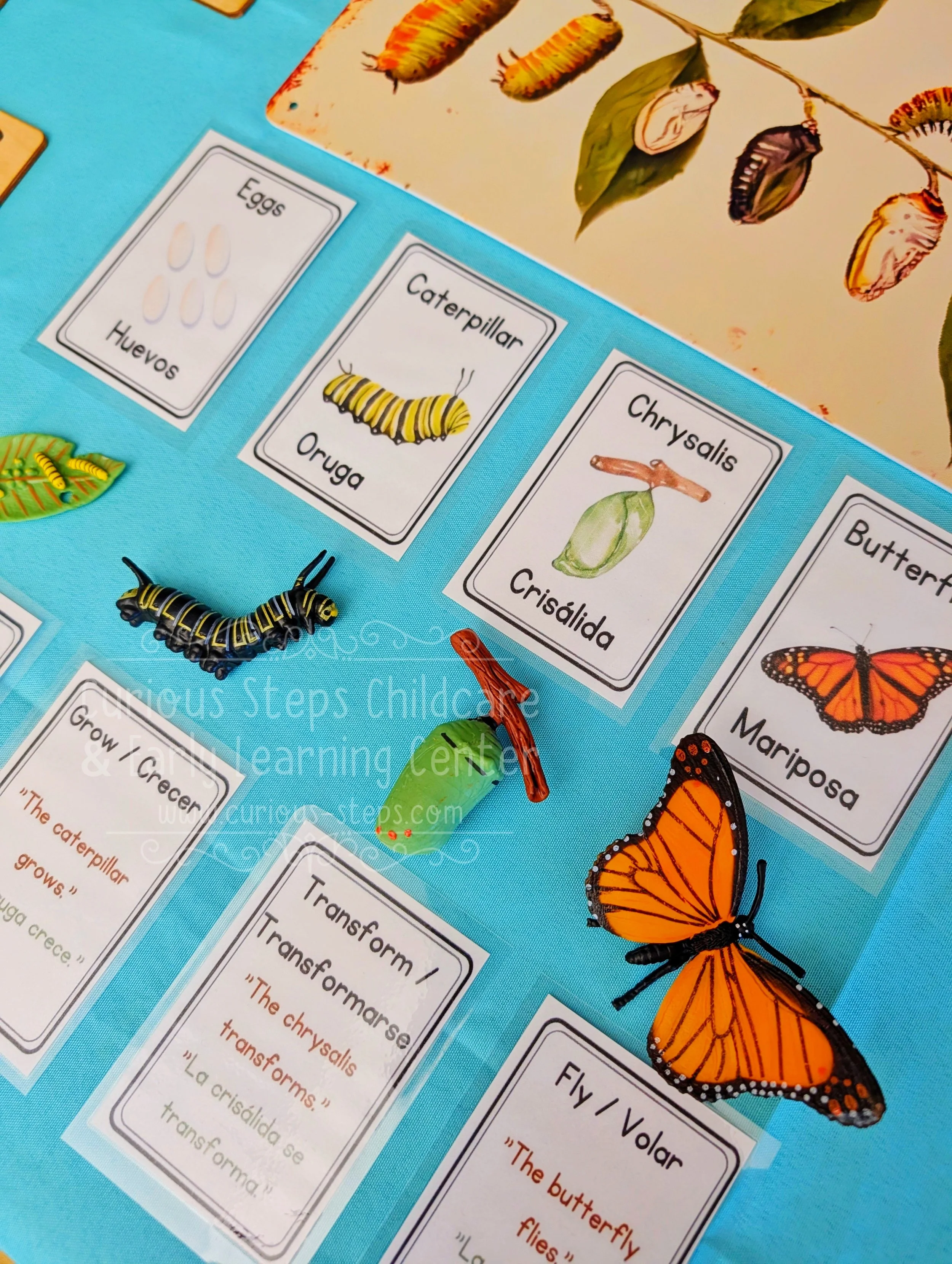 bilingual-butterfly-flashcards-4.jpg