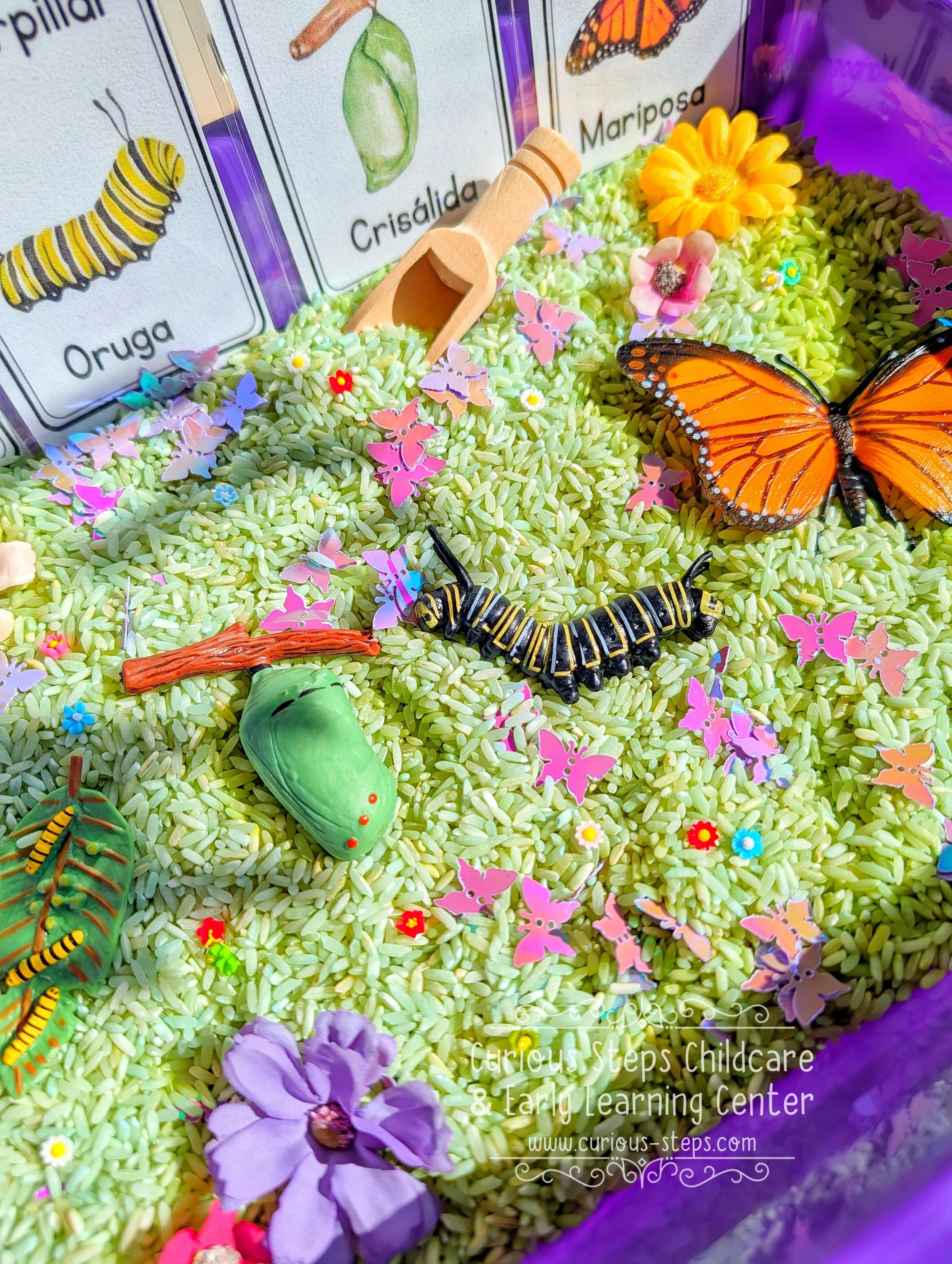 butterfly-sensory-kit-curious-steps-childcare-burien-daycare-preschool-bilingual.jpg