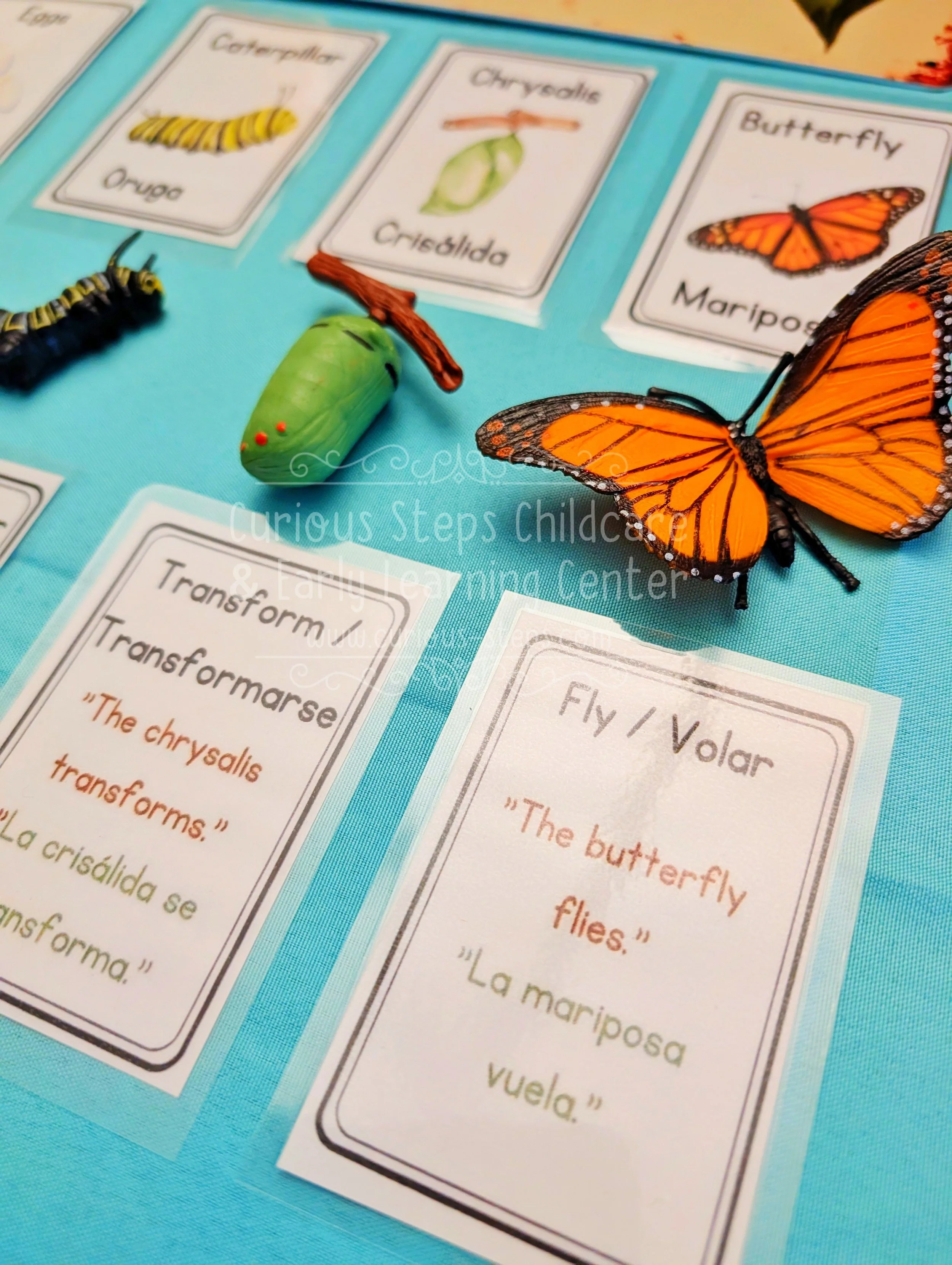 butterfly-flashcards-bilingual1.jpg