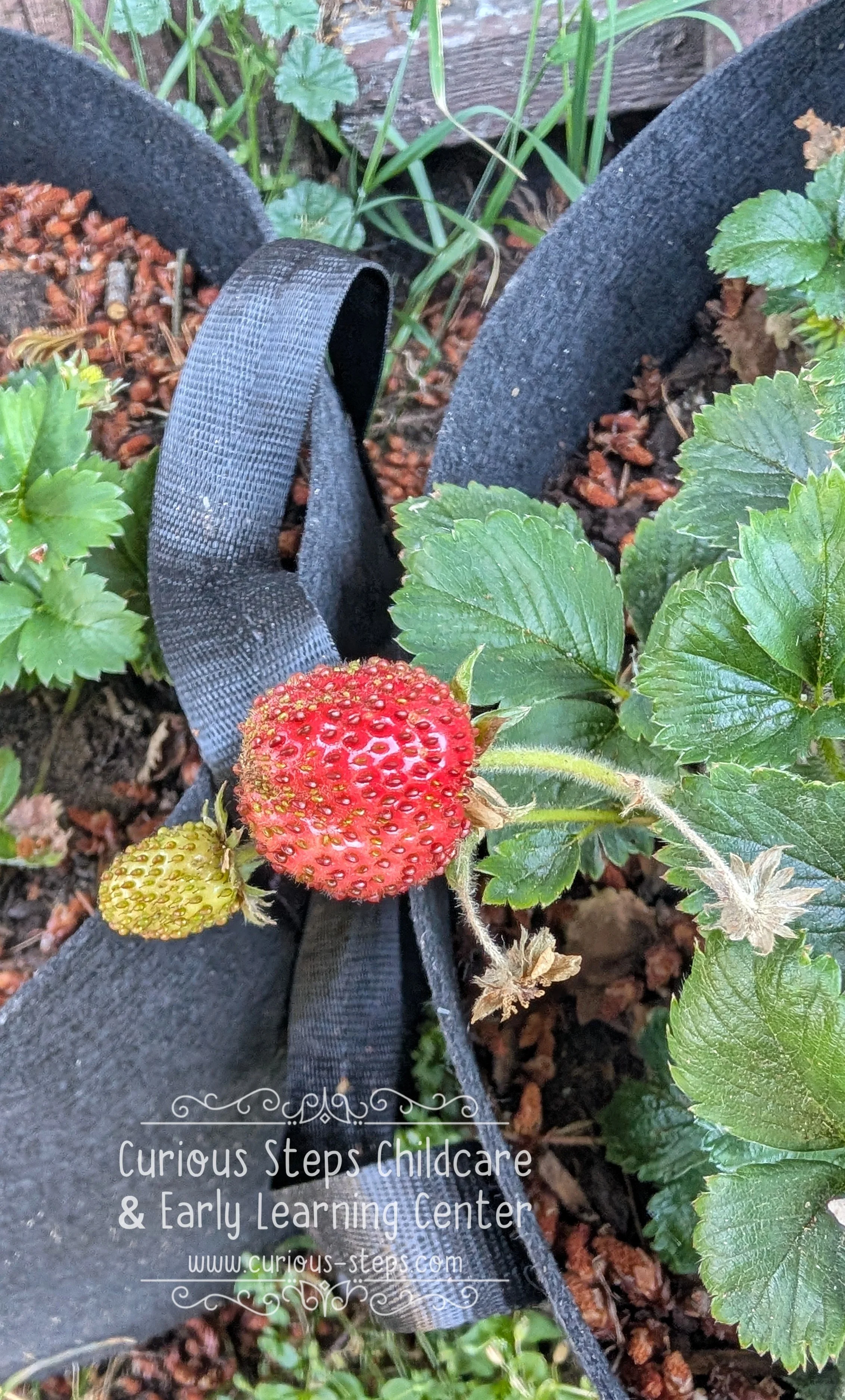 kids-gardening-redmond.jpg