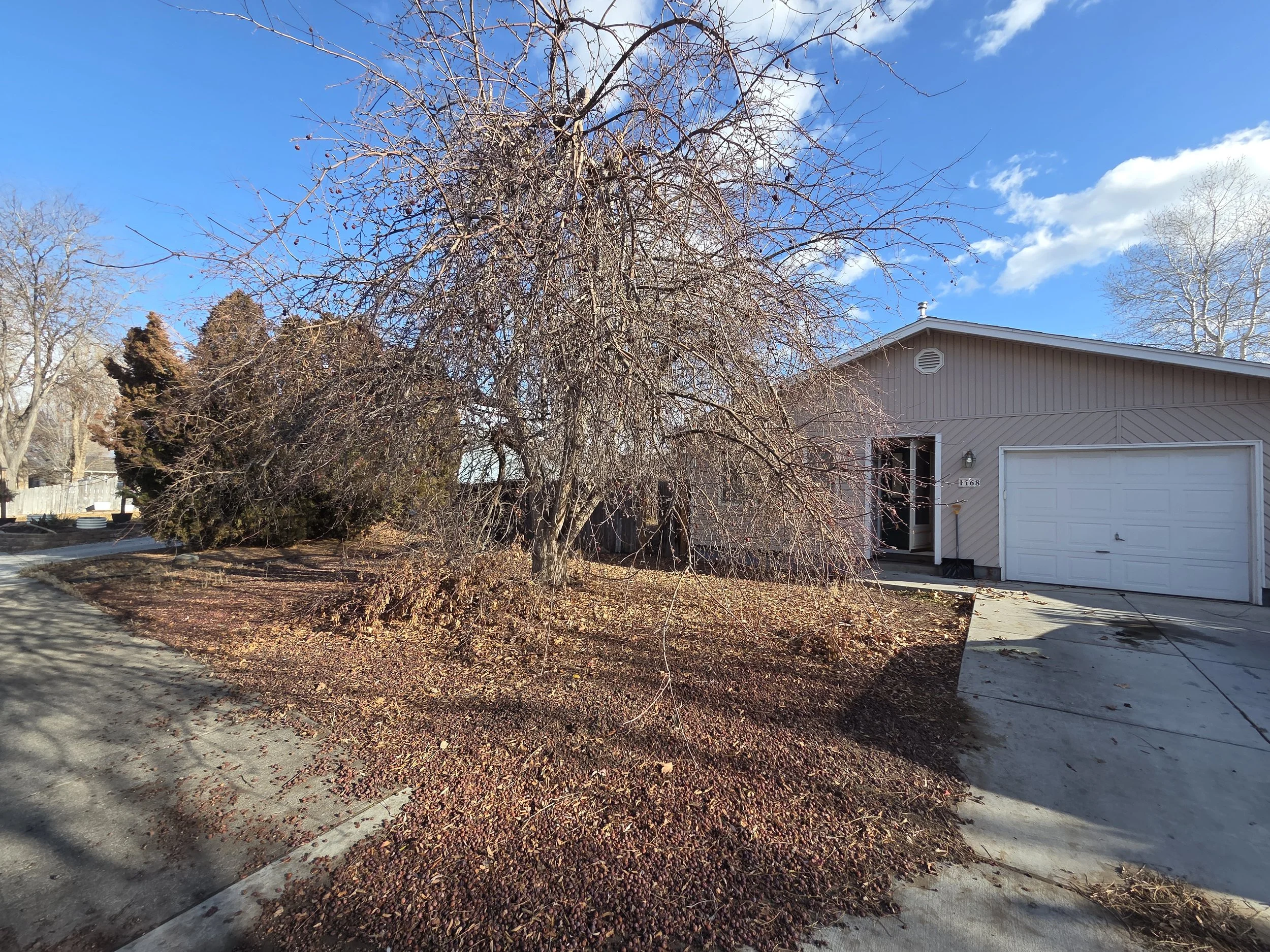 A house with a white garage door and a front door, with a large leafless tree and some evergreen bushes in the front yard, on a sunny day with a blue sky and scattered clouds.