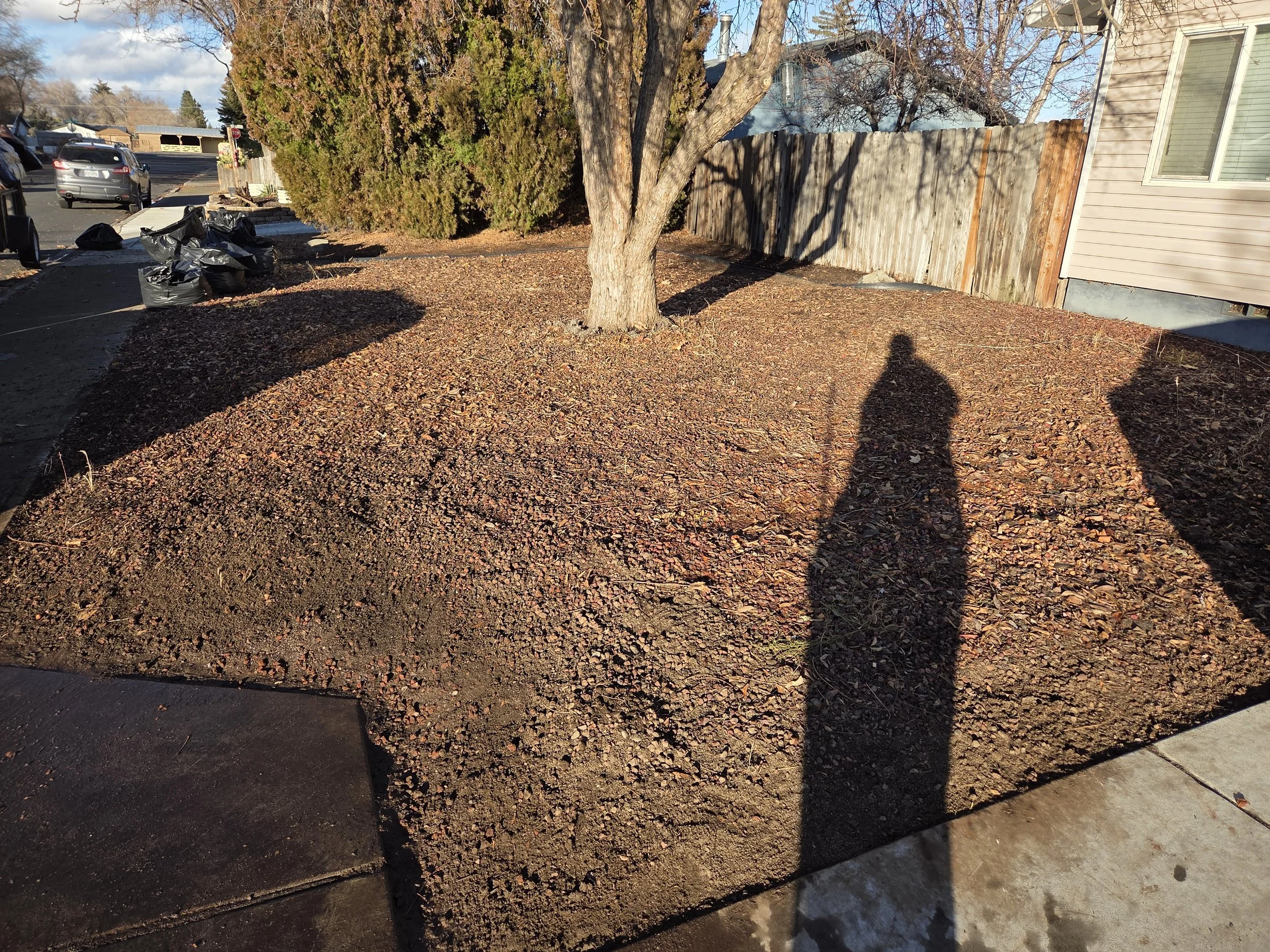 A small yard with bare soil and a single leafless tree, surrounded by a wooden and a vinyl fence. There are parked cars and trash bags on the street in the background. Shadows of people are cast across the yard.