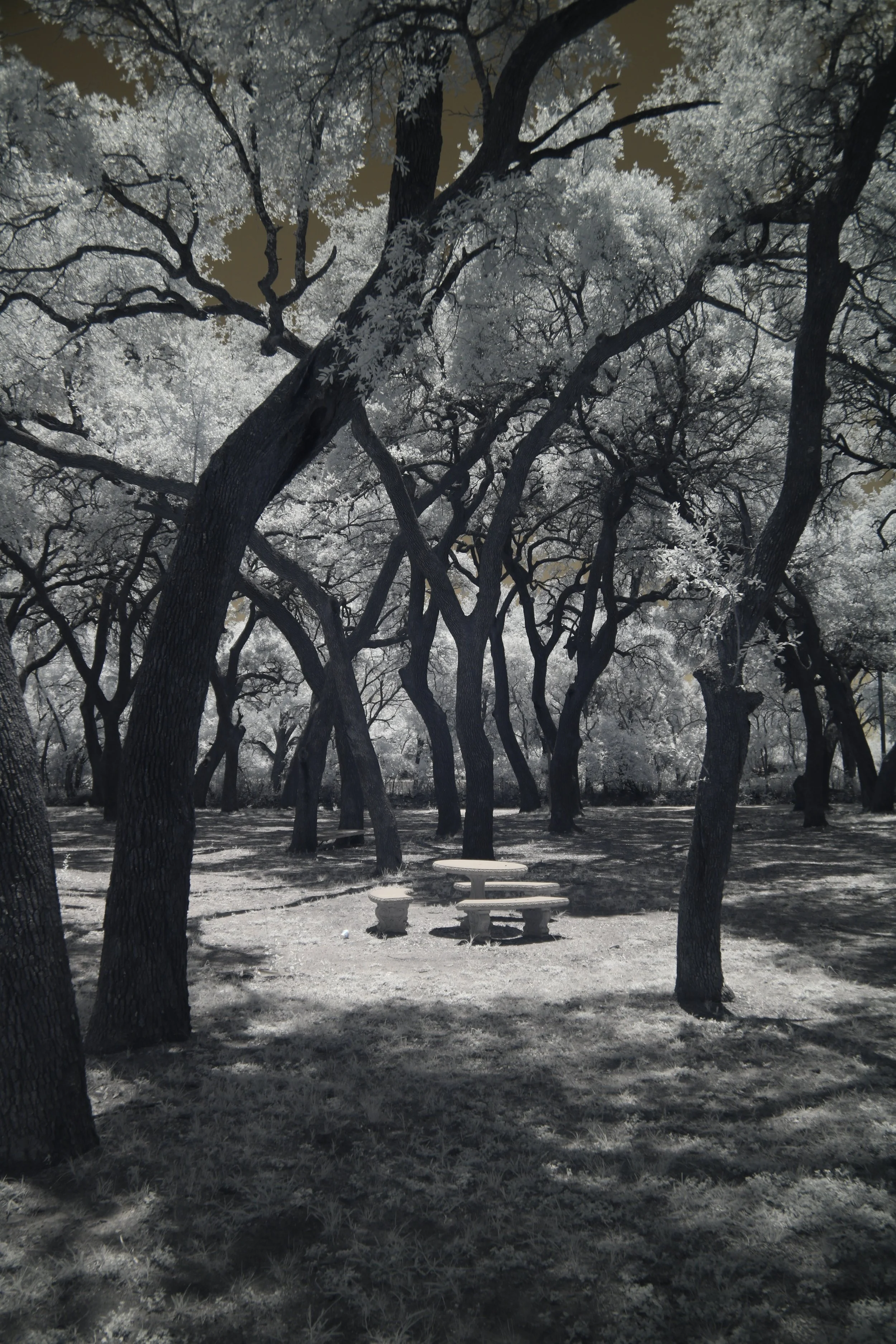 Cross Plains ParkIMG_7199.JPG