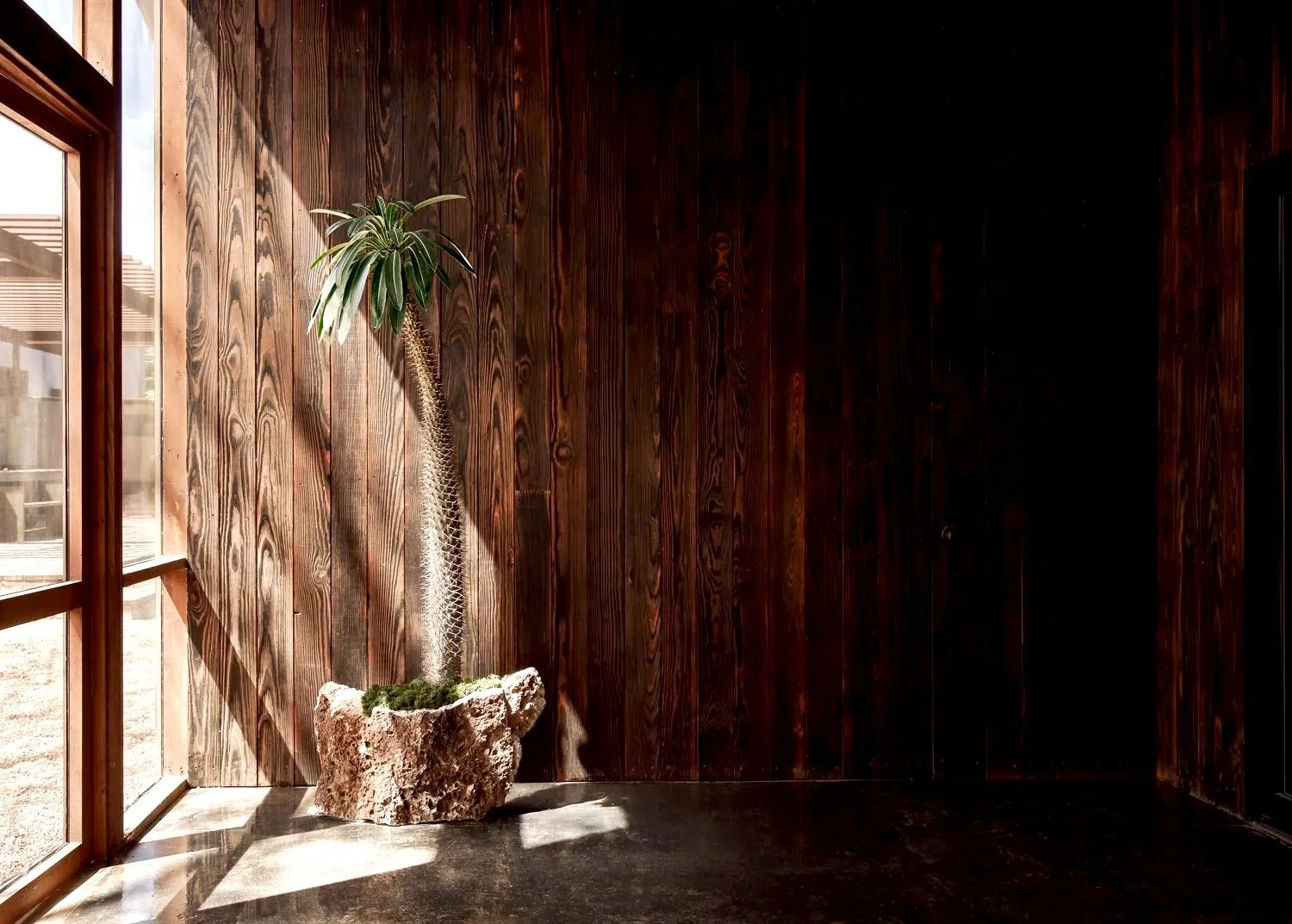 Sculptural plant specimen in a textured vessel within a wood-paneled architectural interior.