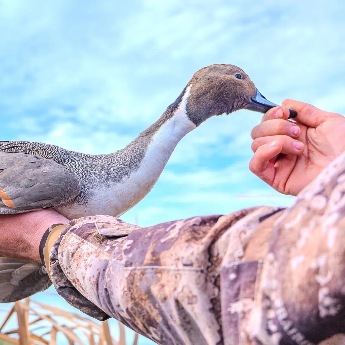 Duck Hunts