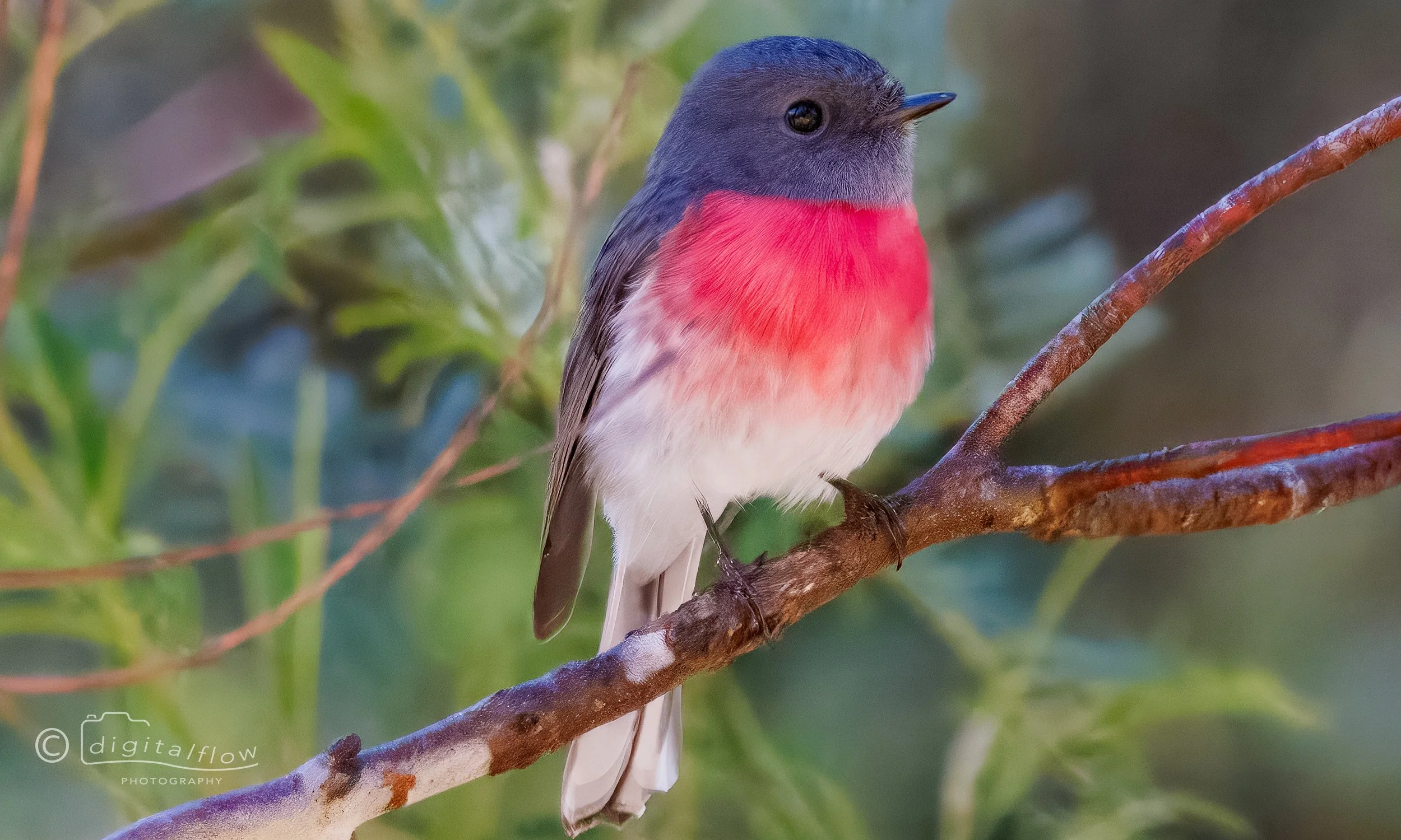 Rose Robin