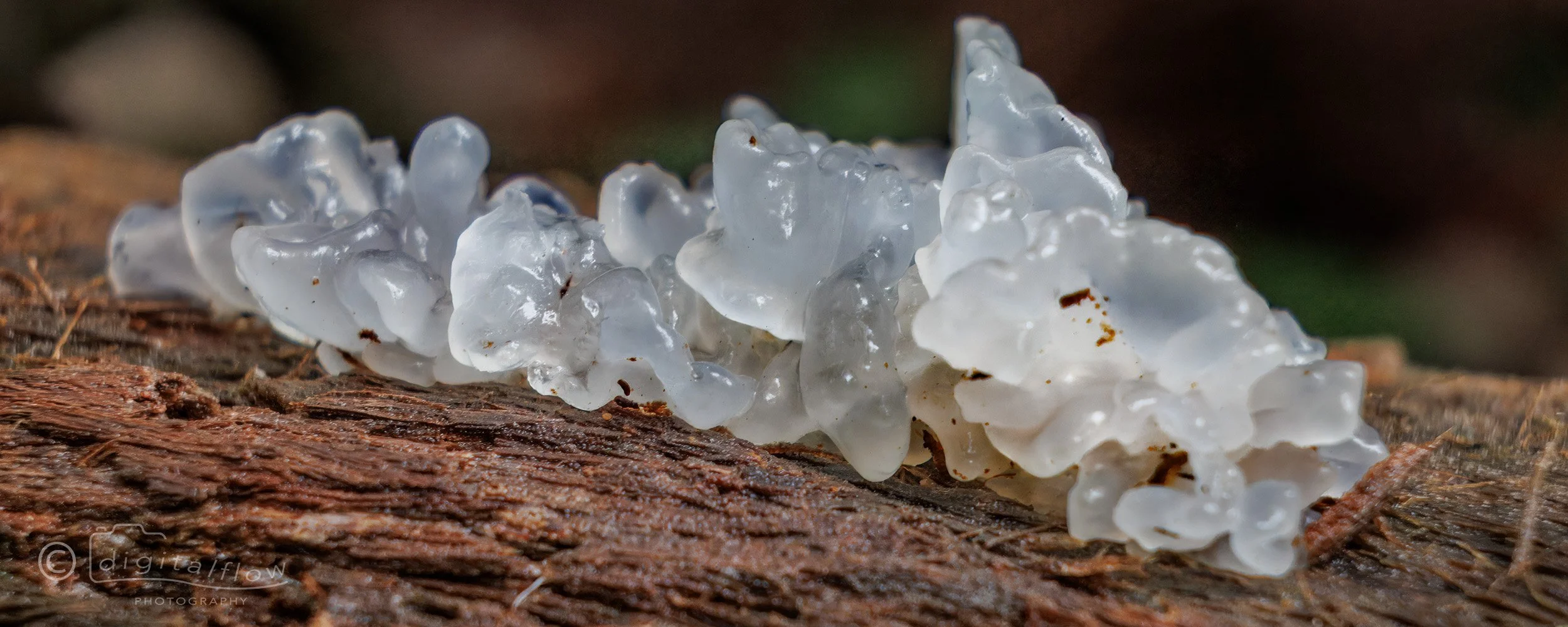 Tremella fuciformis Jelly Fungus