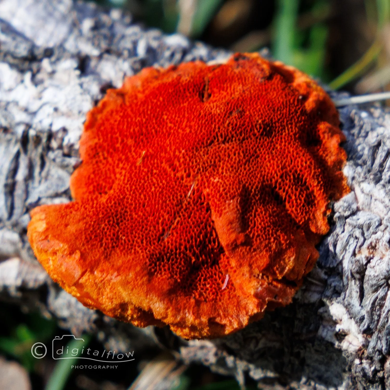 Red Powder Fungi.jpg