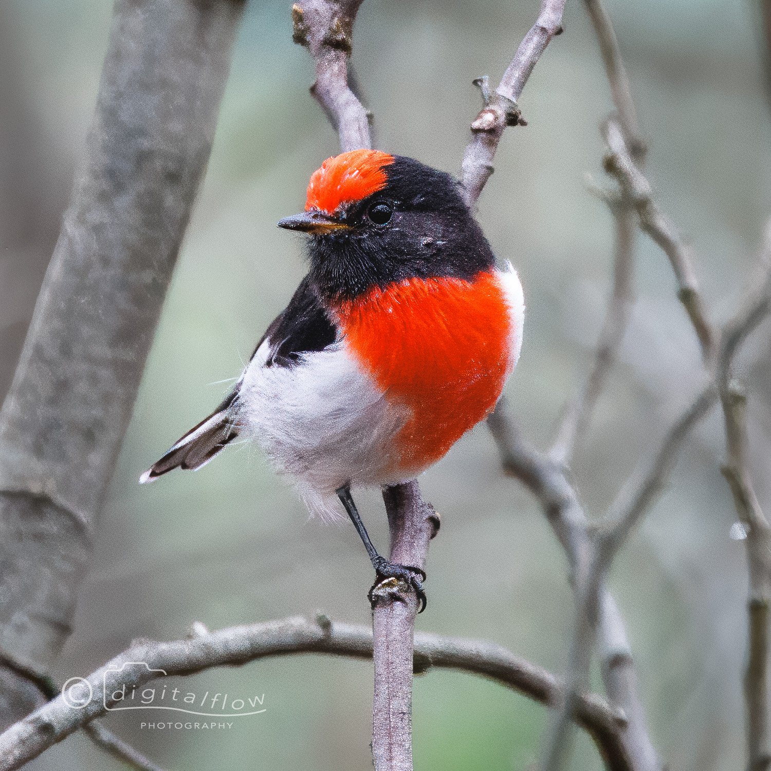 Red-capped Robin male