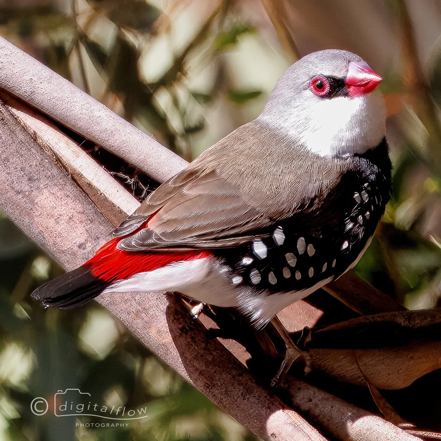 Diamond Firetail