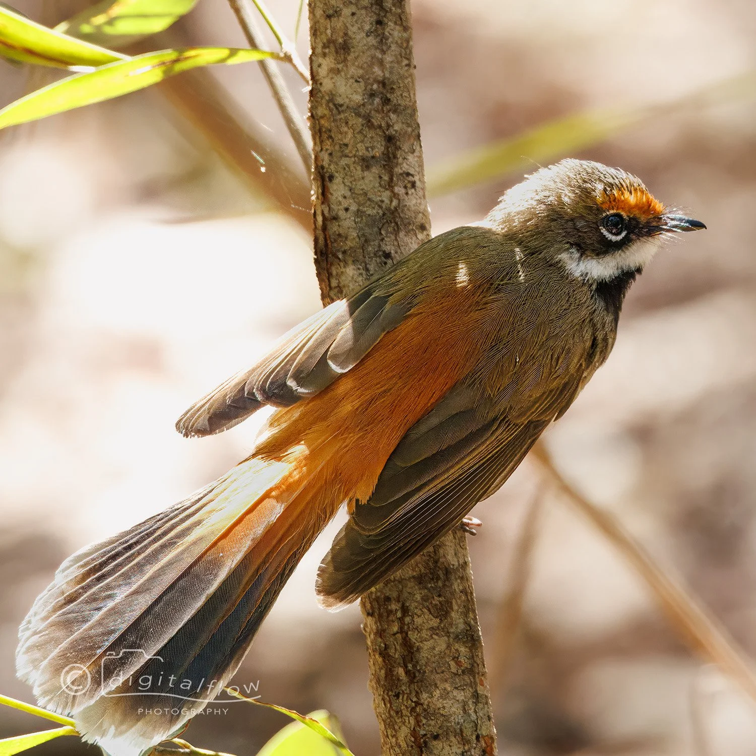 Rufous Fantail