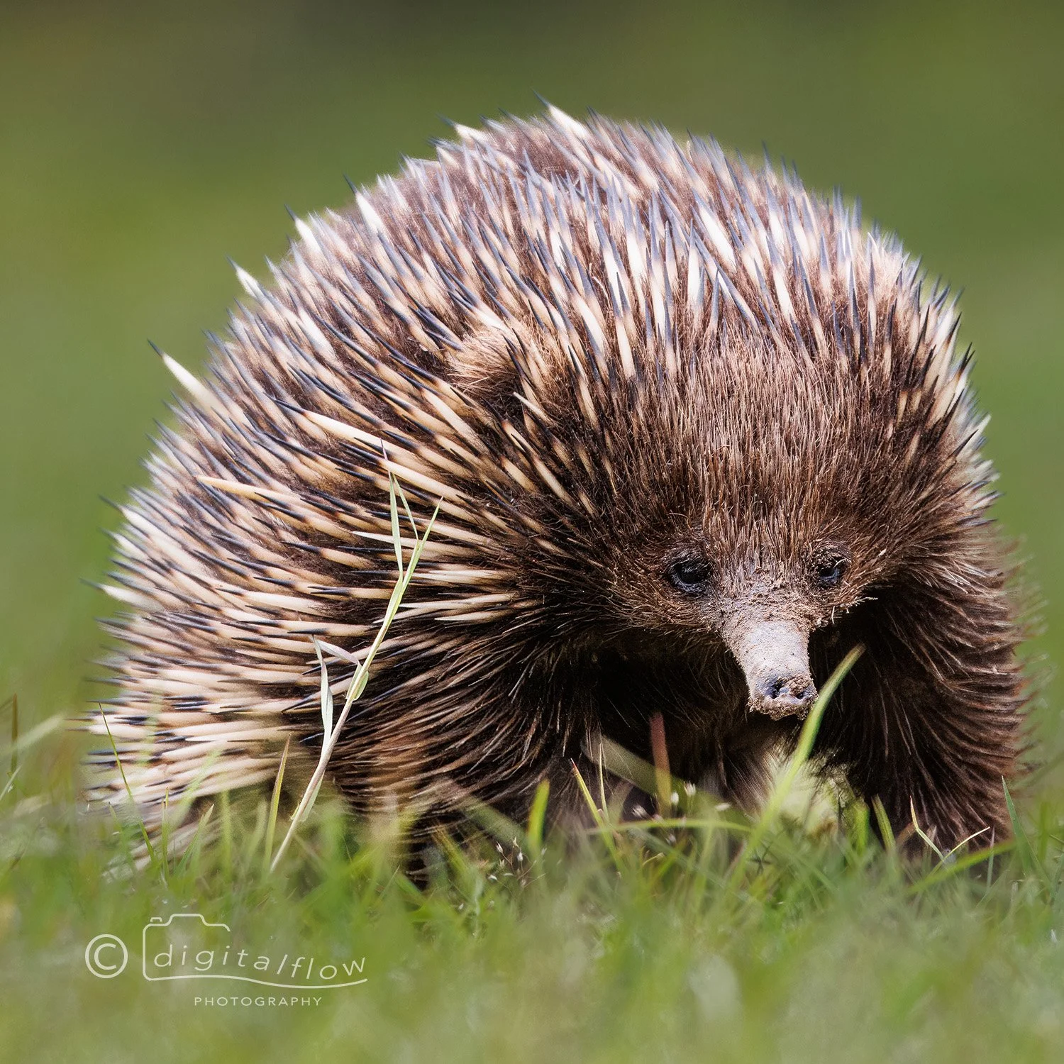 Echidna