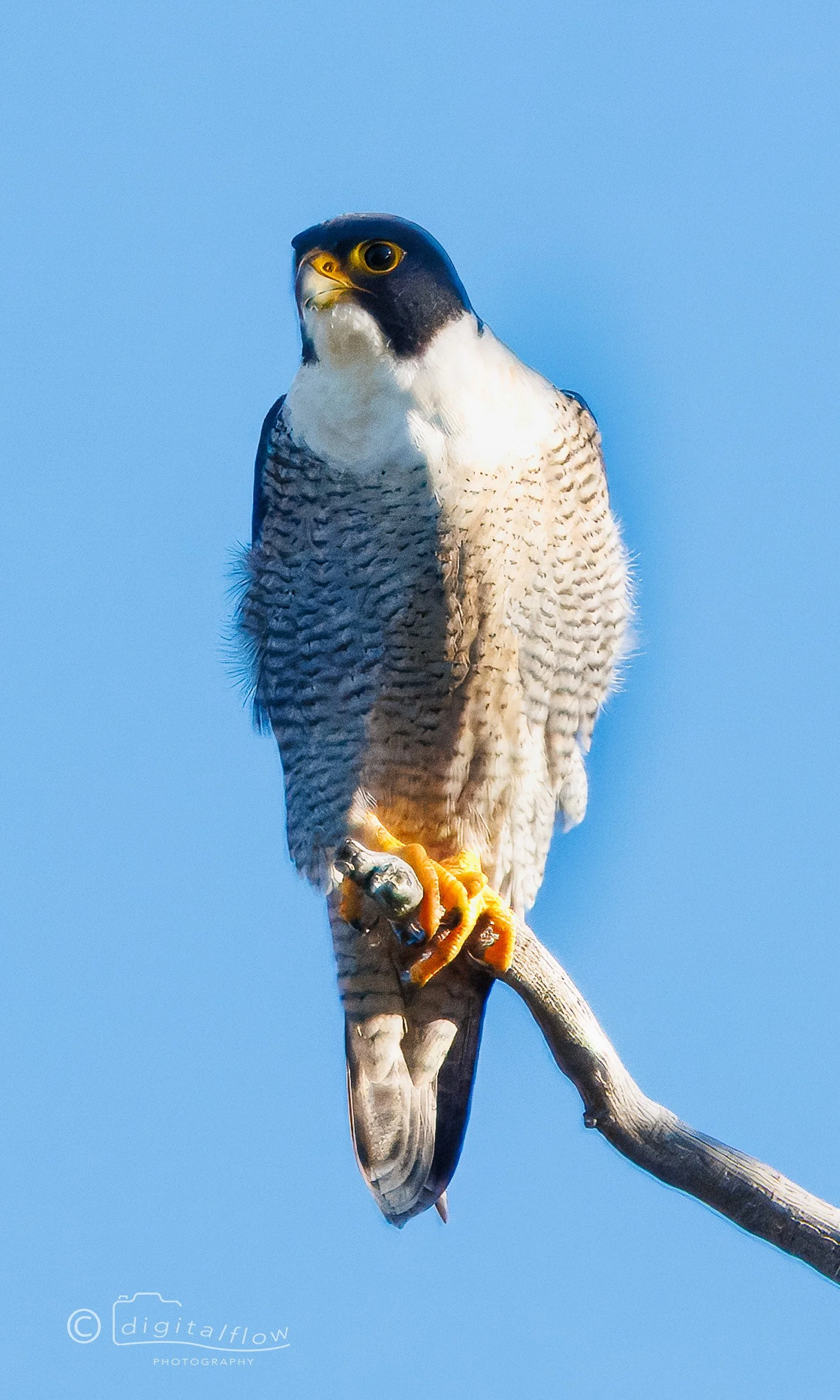 Peregrine Falcon
