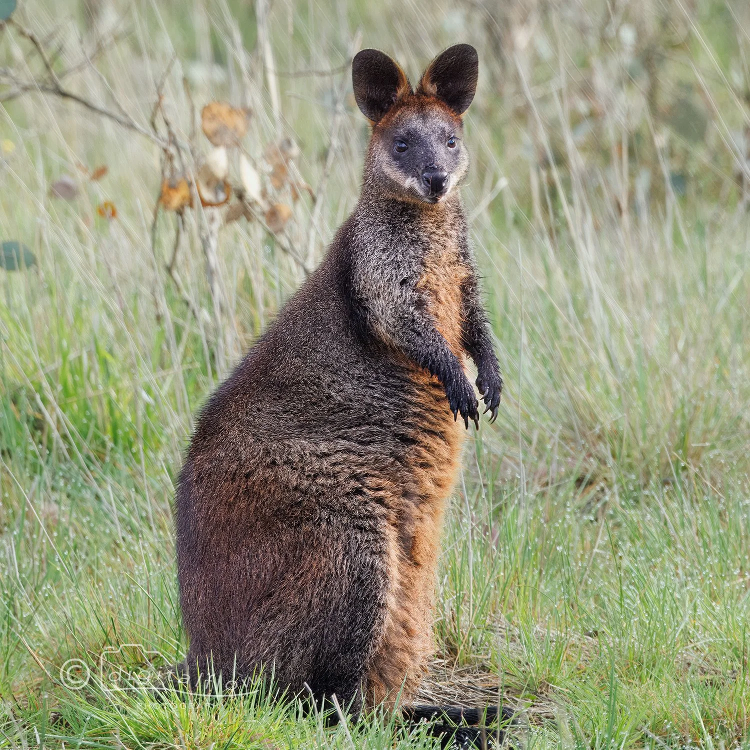 Swamp Wallaby