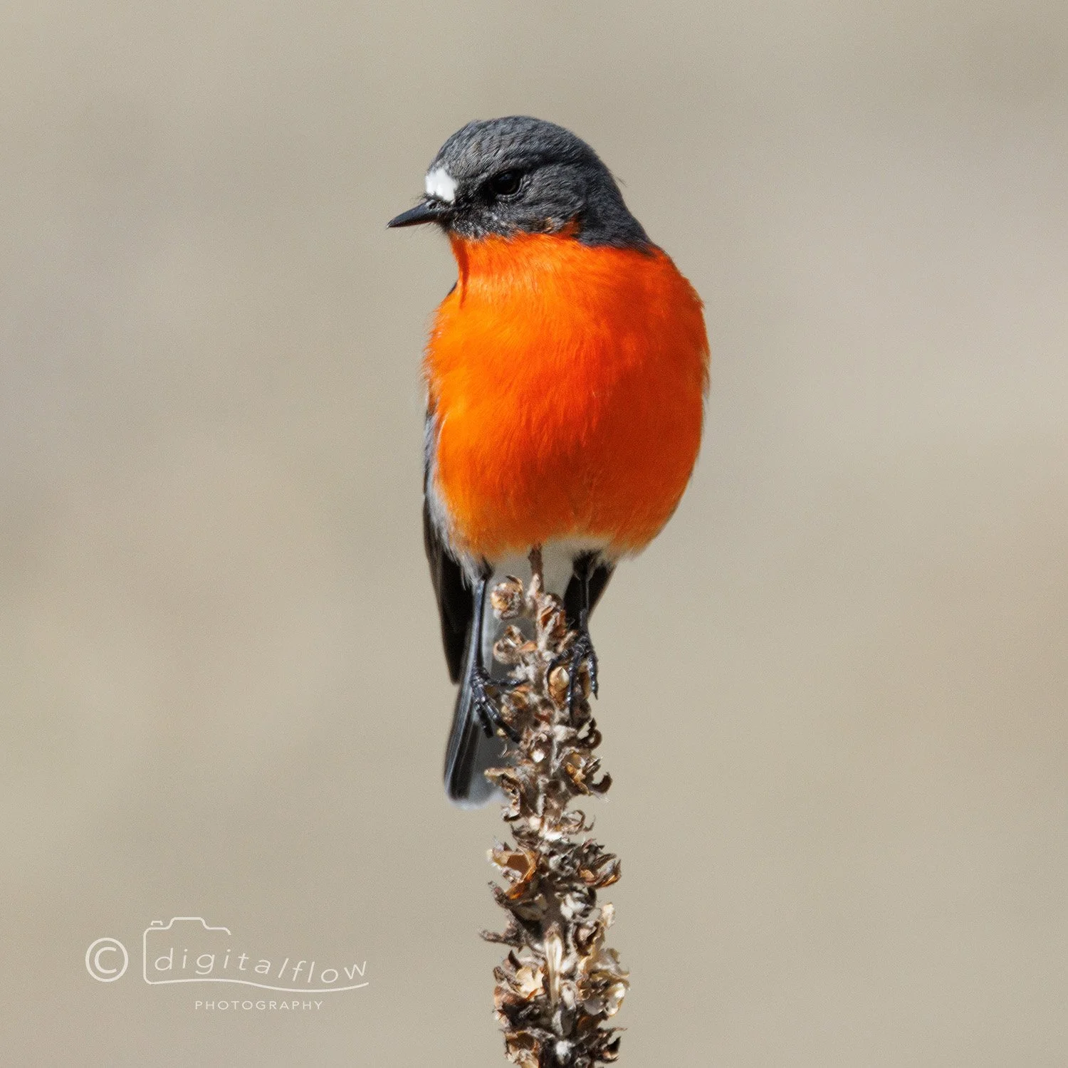 Flame Robin