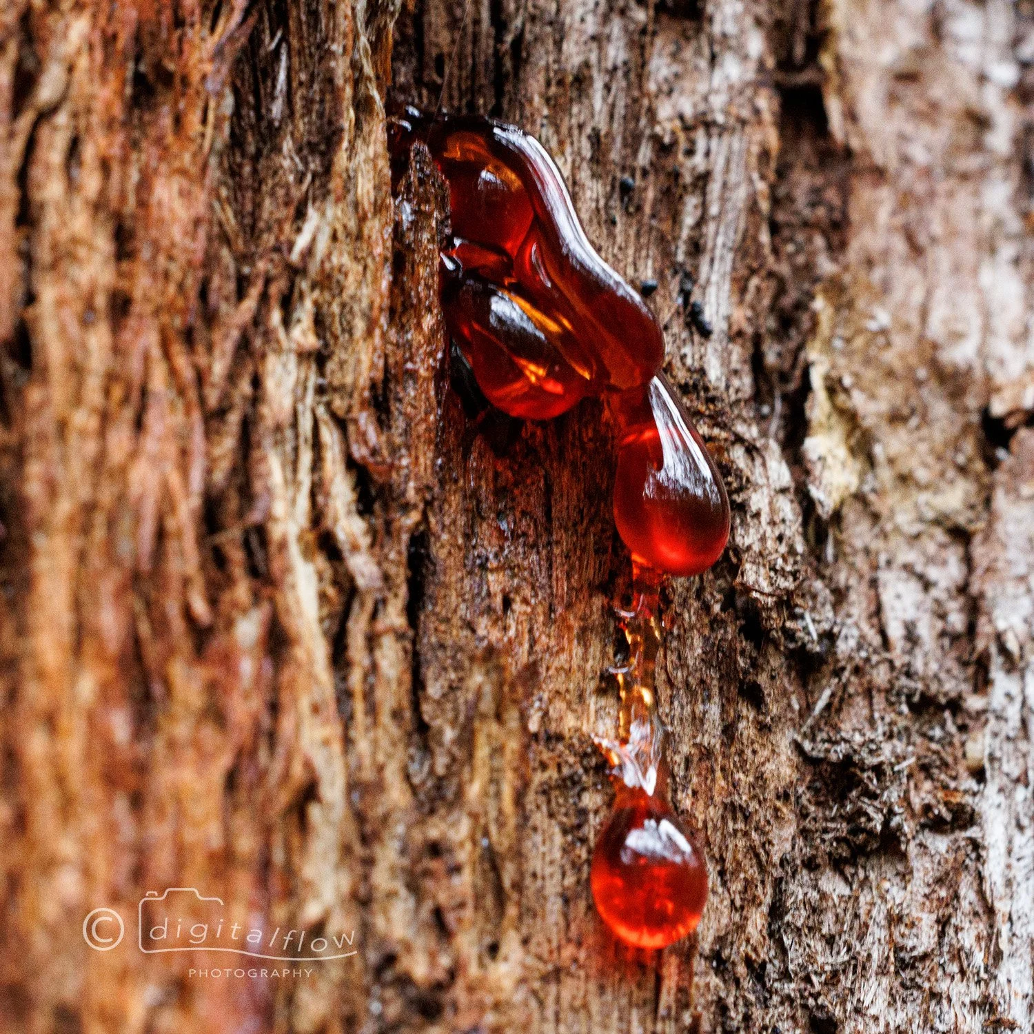 Red Sap.jpg