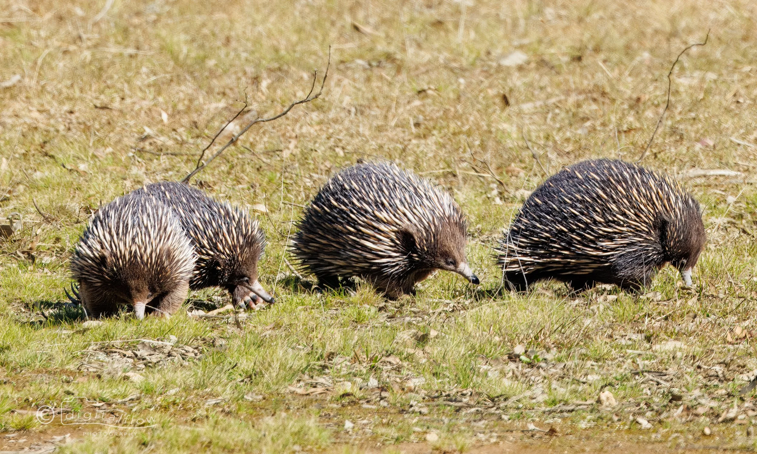 Echidna Train