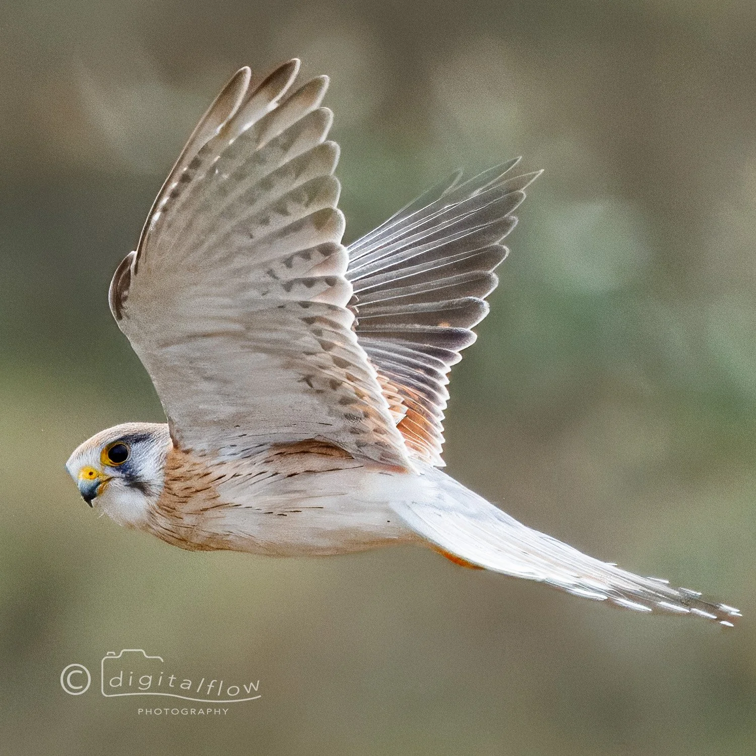 Nankeen Kestrel