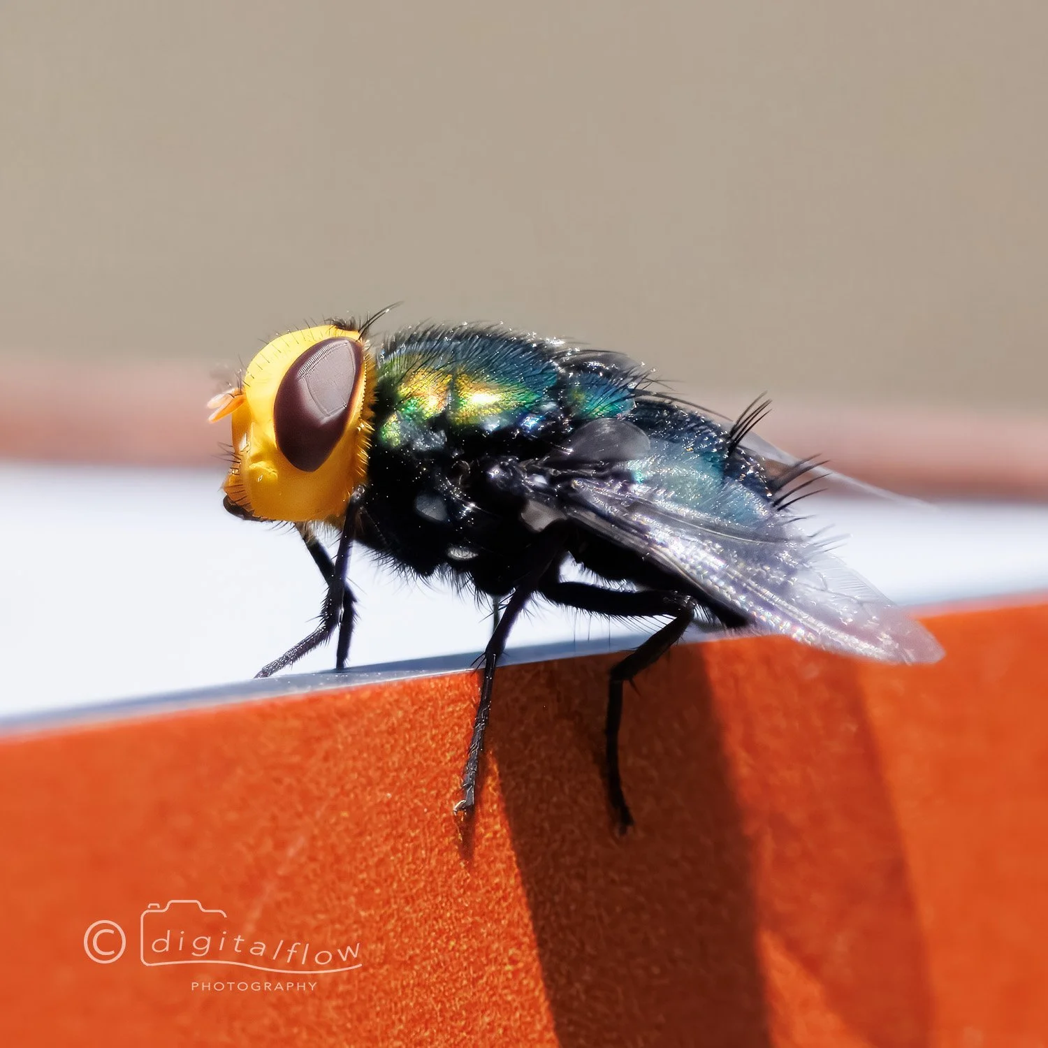 Snail Parasitic Blowfly