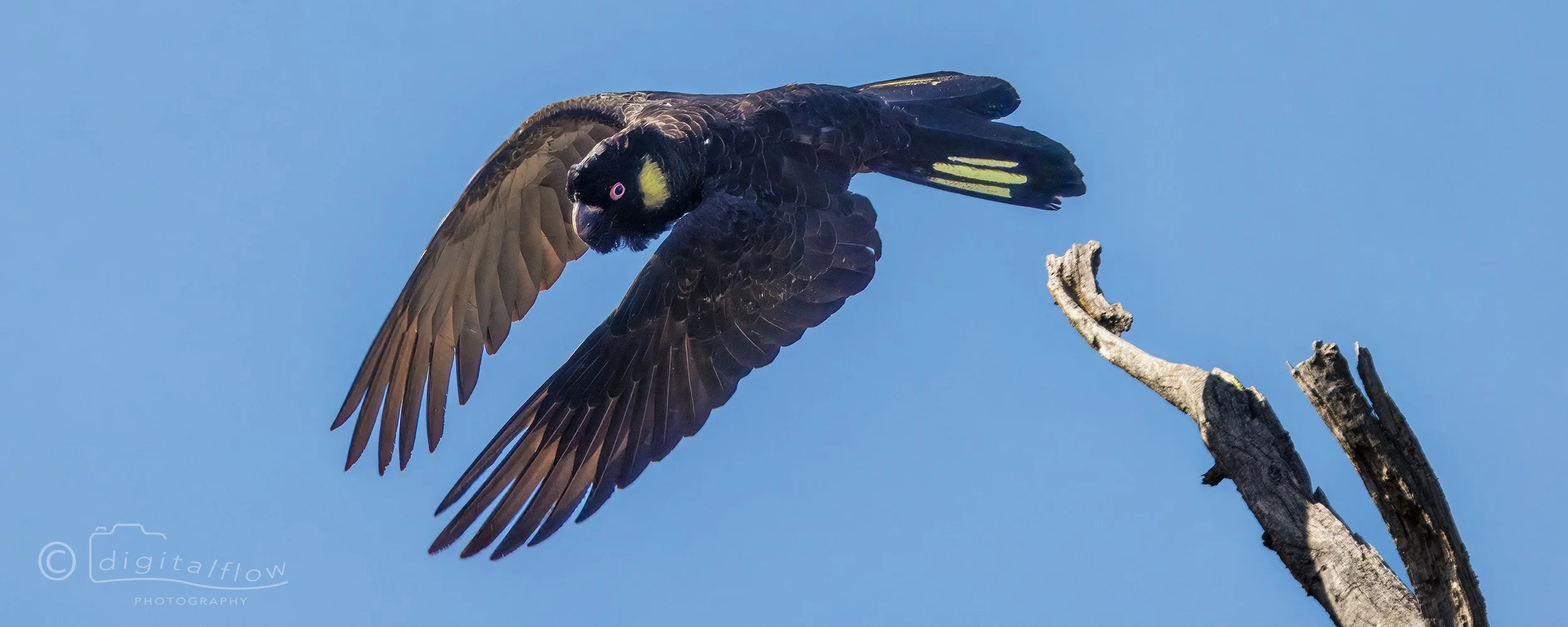 Yellow-tailed Cockatoo