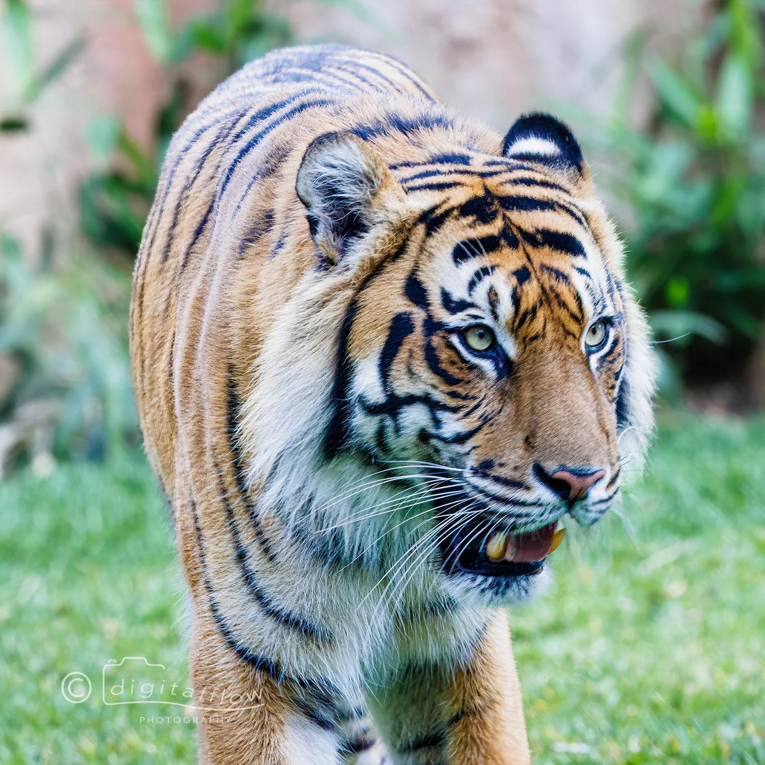 Sumatran Tiger