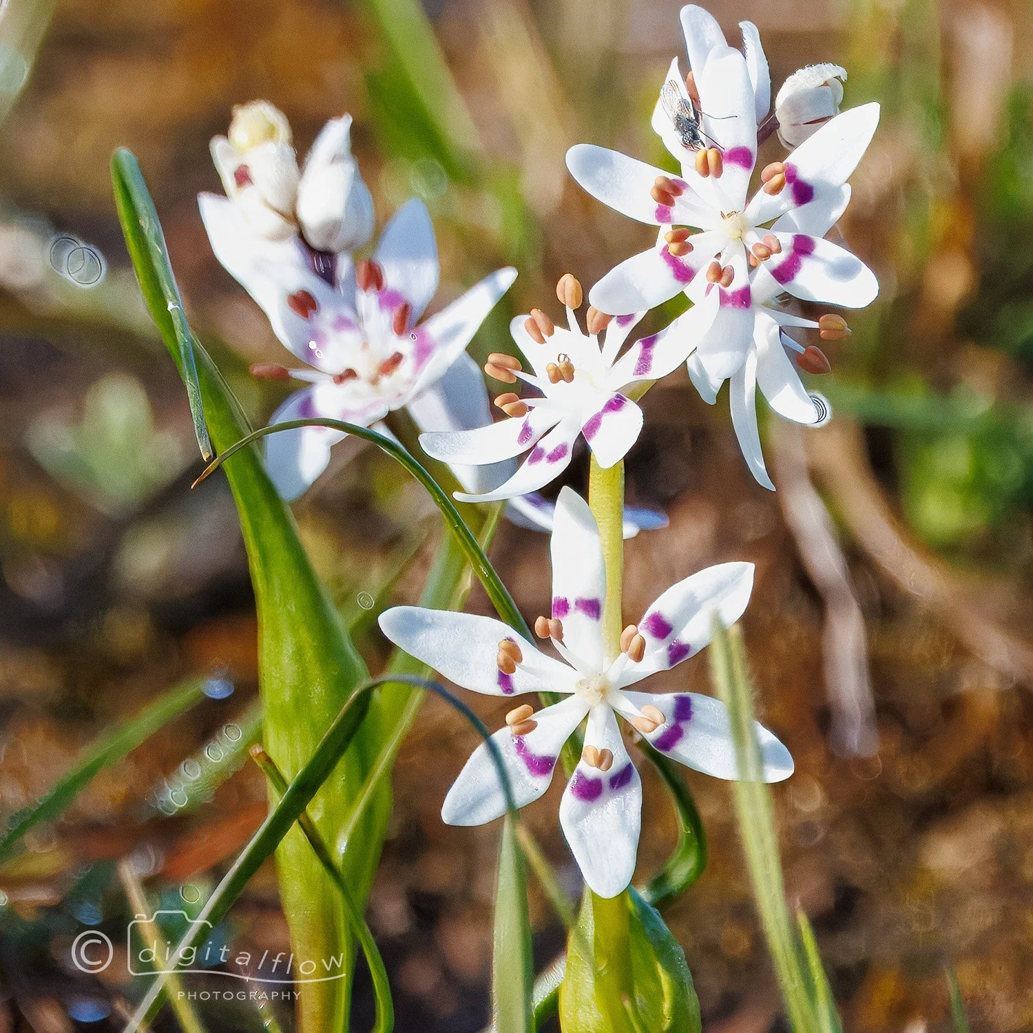 Nancy Orchid